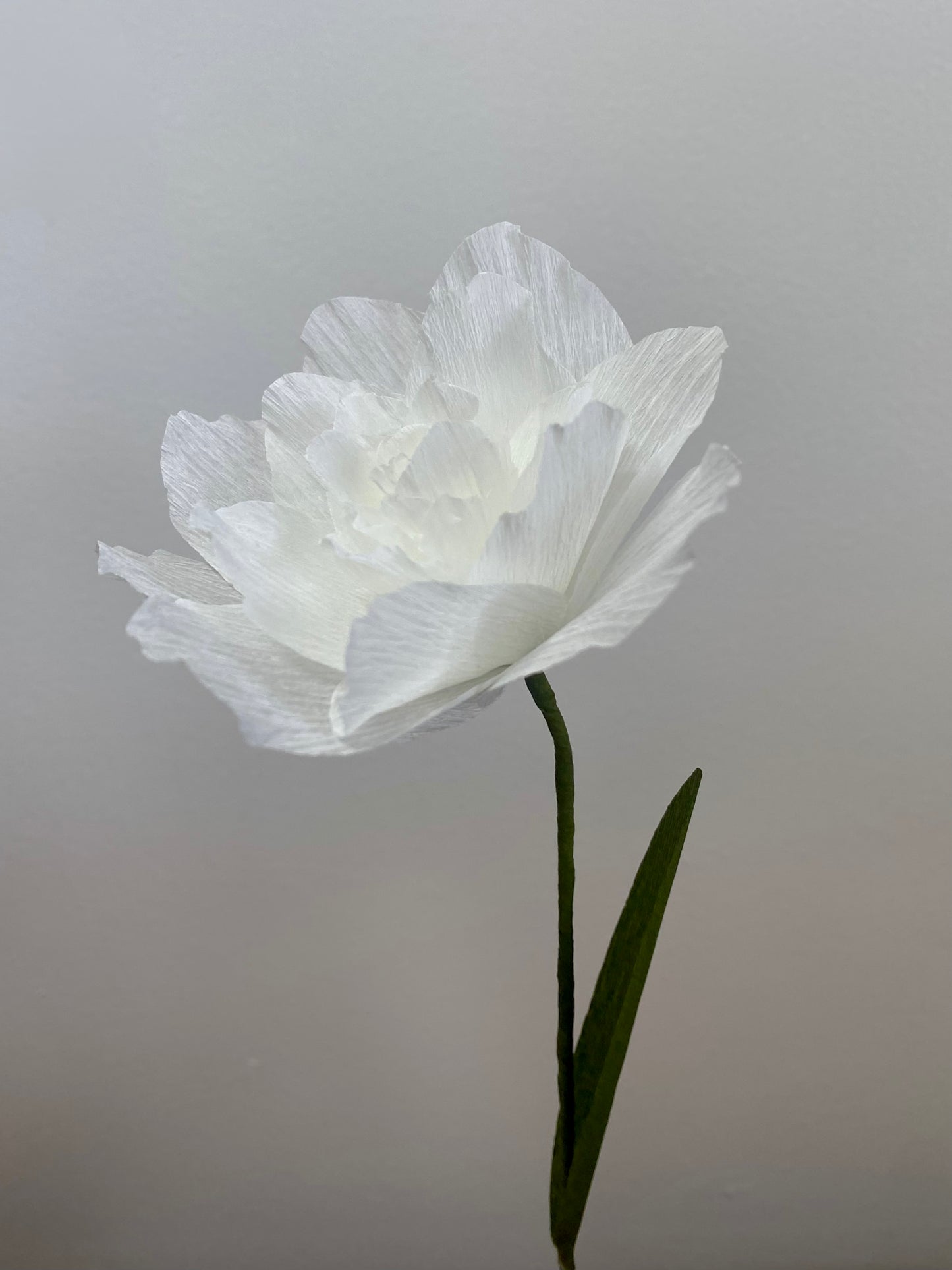 Single Stem Double Daffodil