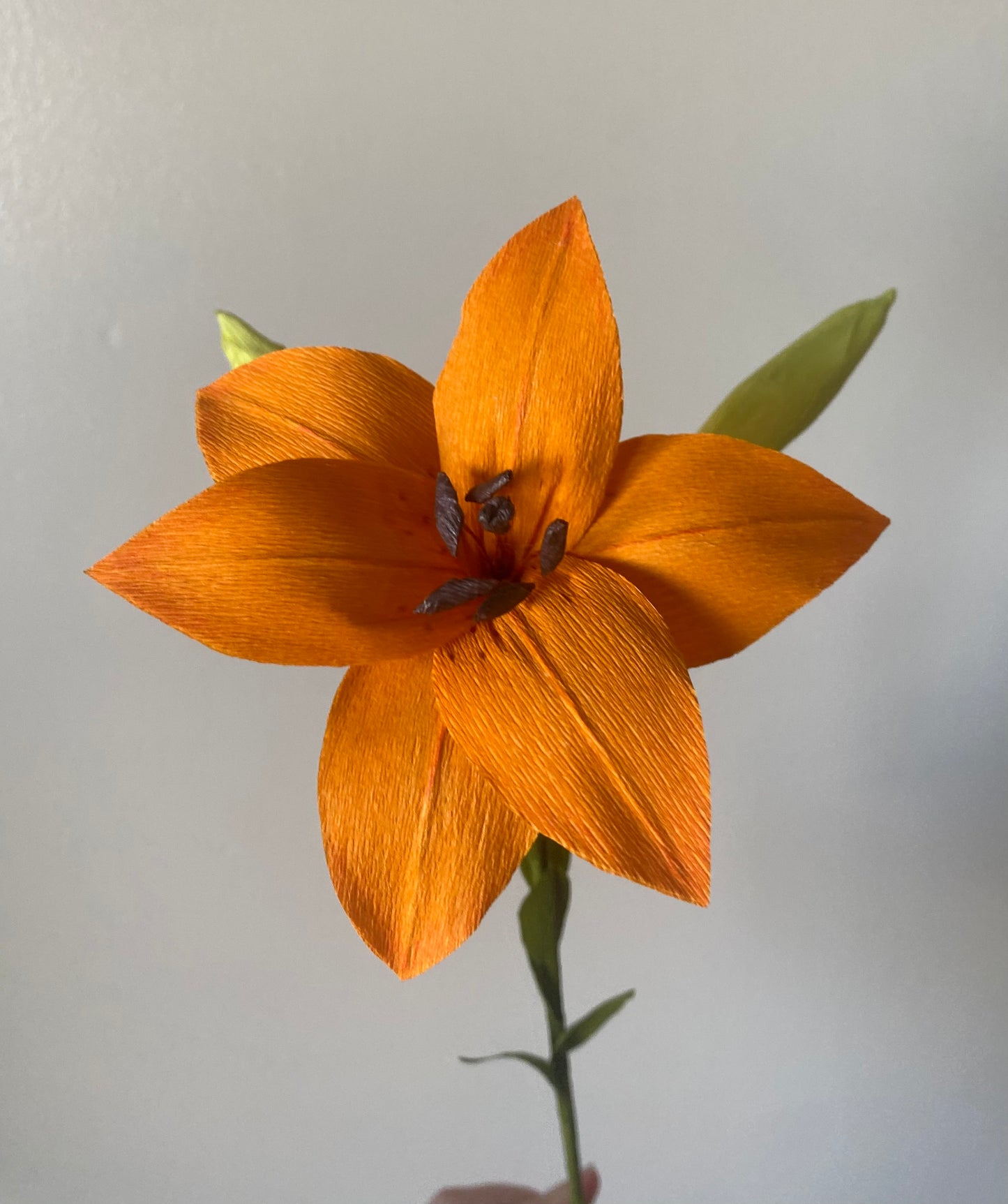 Single Stem Lily