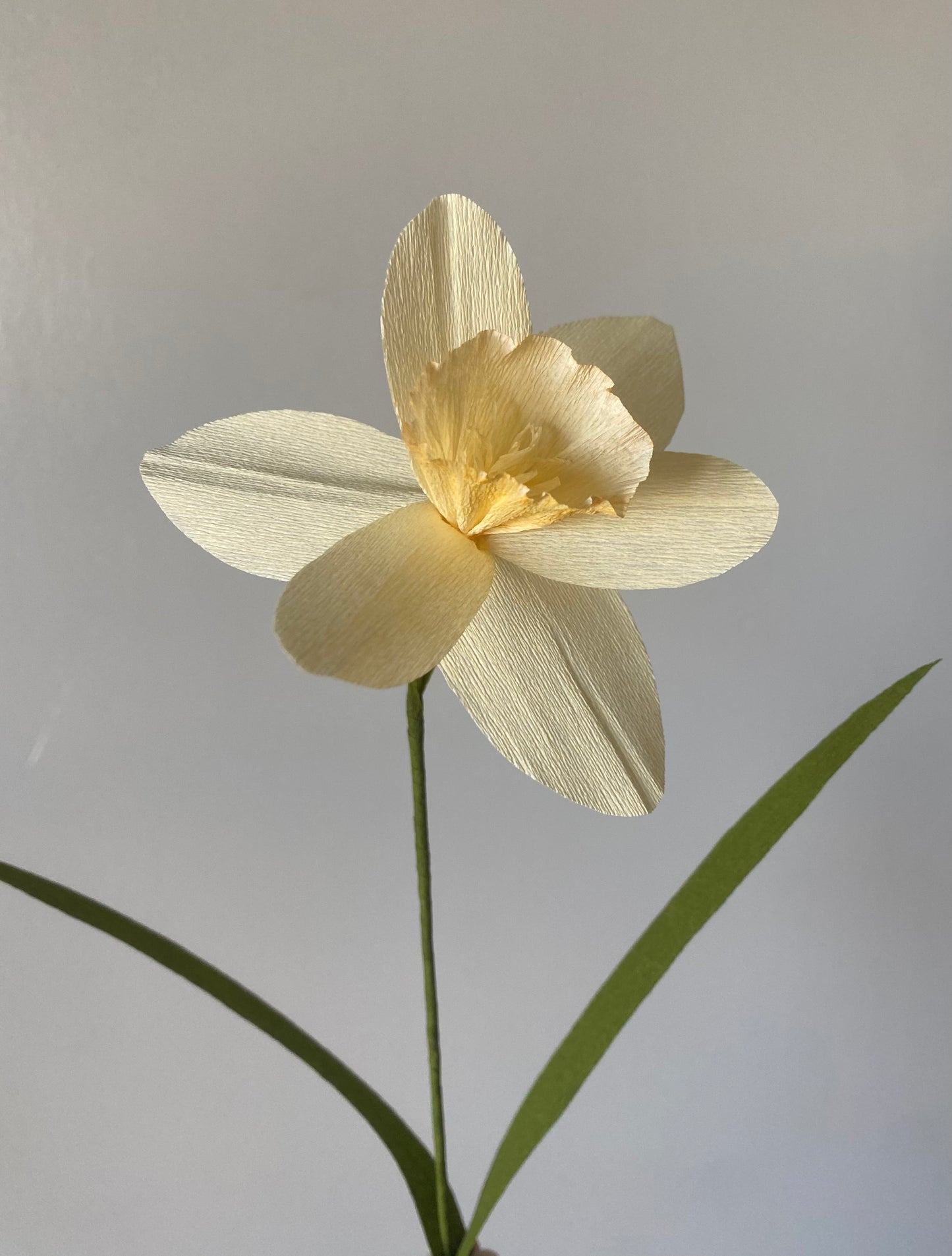 Single Stem Daffodil