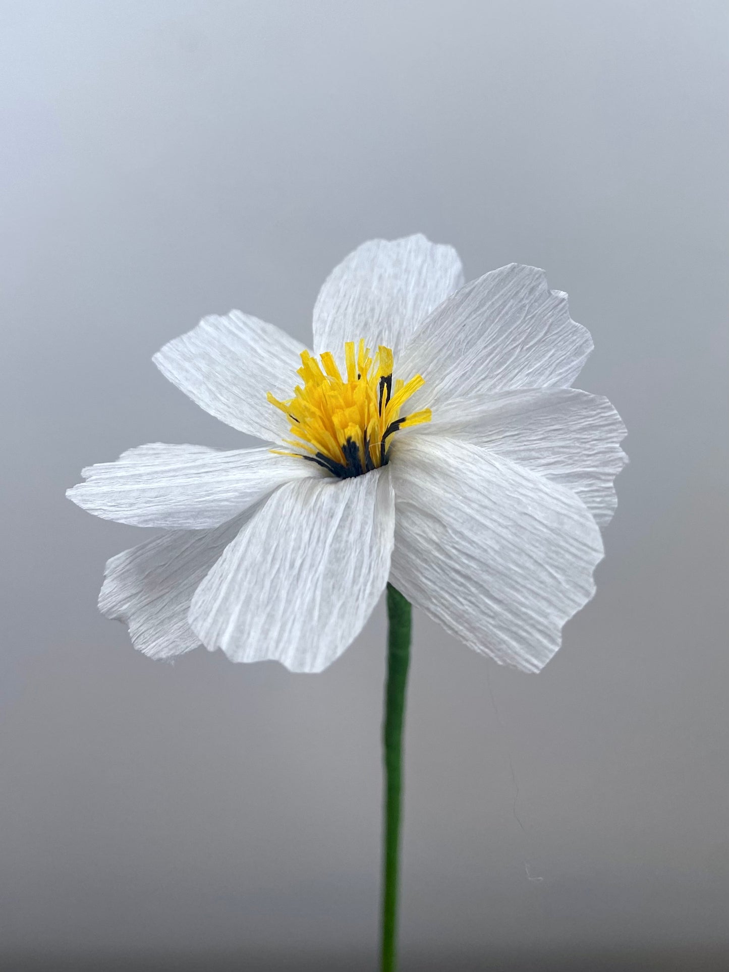 Single Stem Cosmos