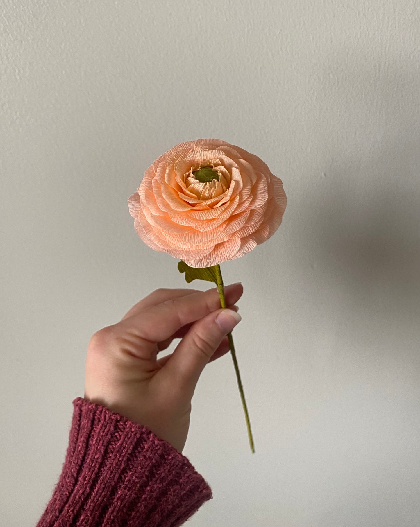 Single Stem Ranunculus