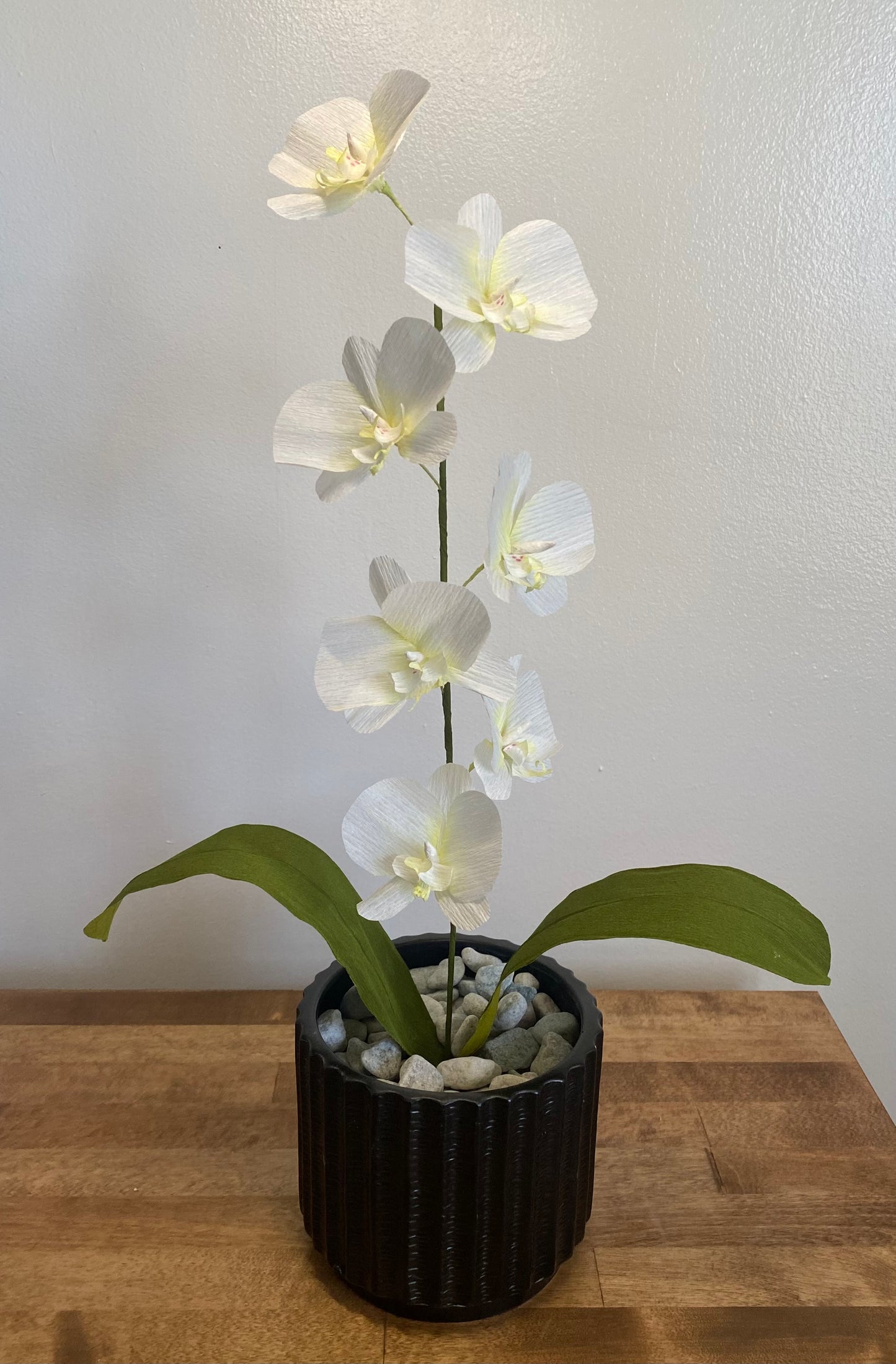 Orchid plant