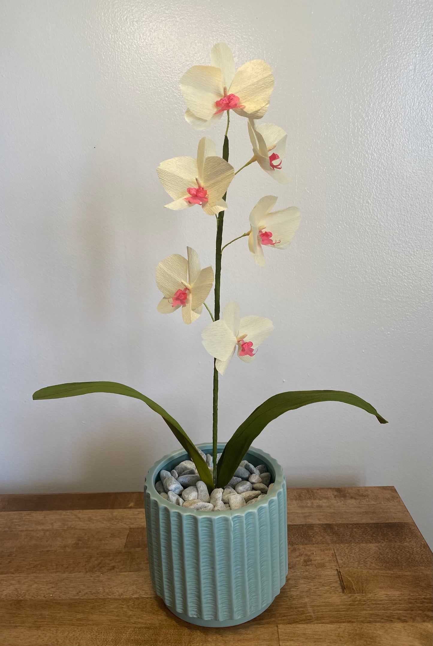 Orchid plant