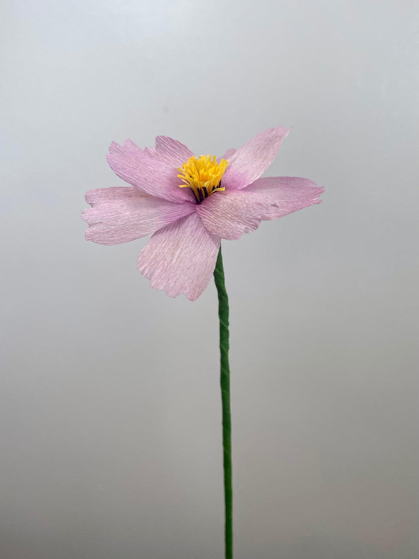 Single Stem Cosmos