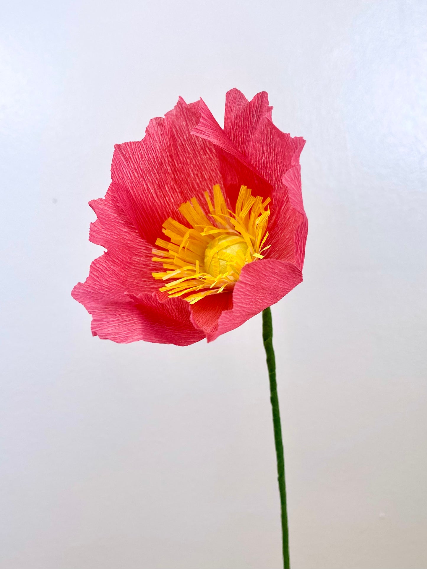 Single Stem Icelandic Poppy