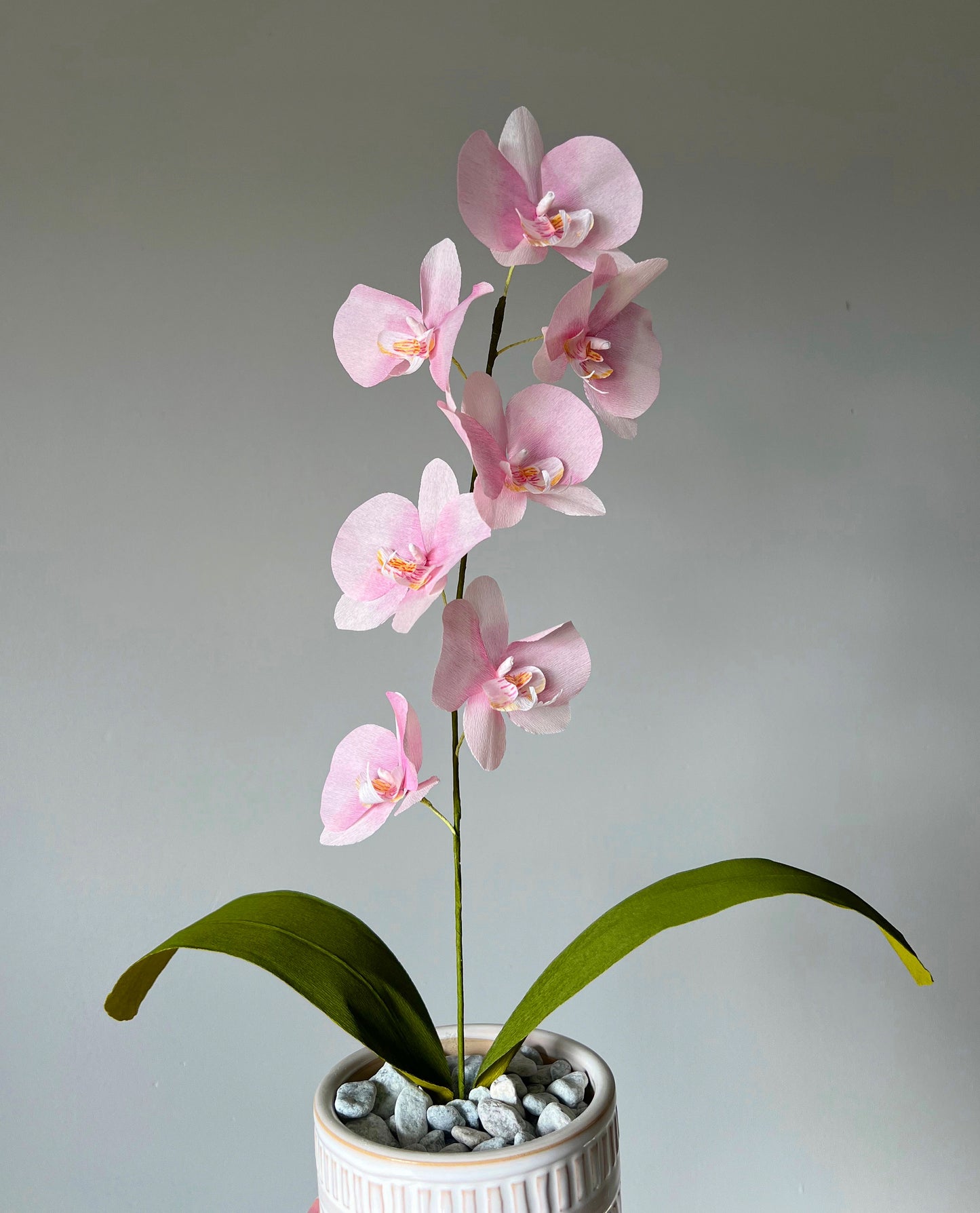 Orchid plant