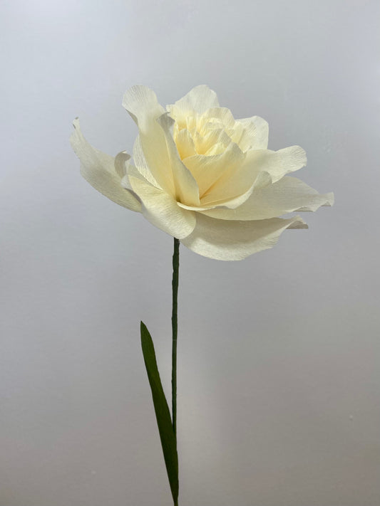 Single Stem Double Daffodil