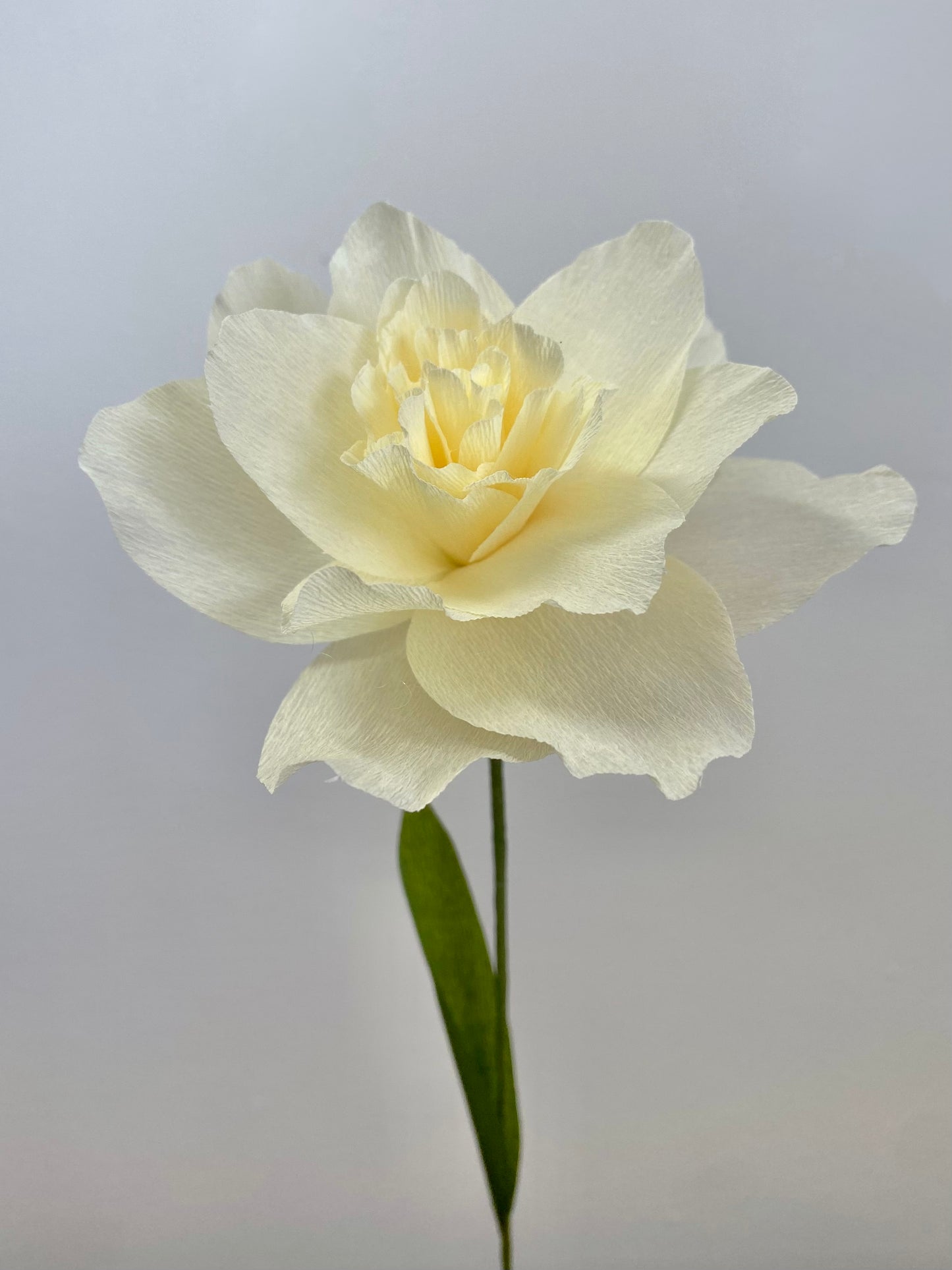 Single Stem Double Daffodil