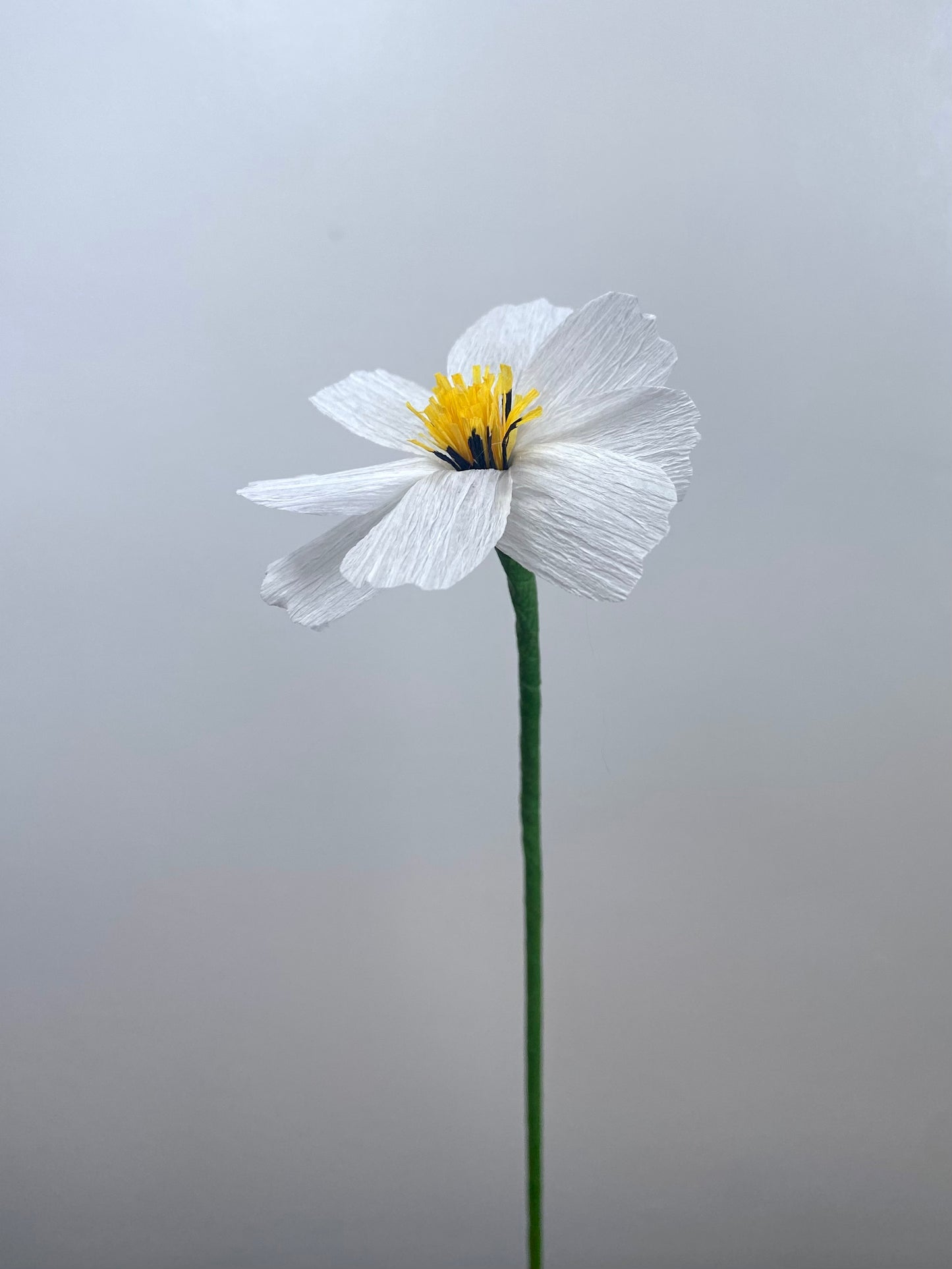 Single Stem Cosmos