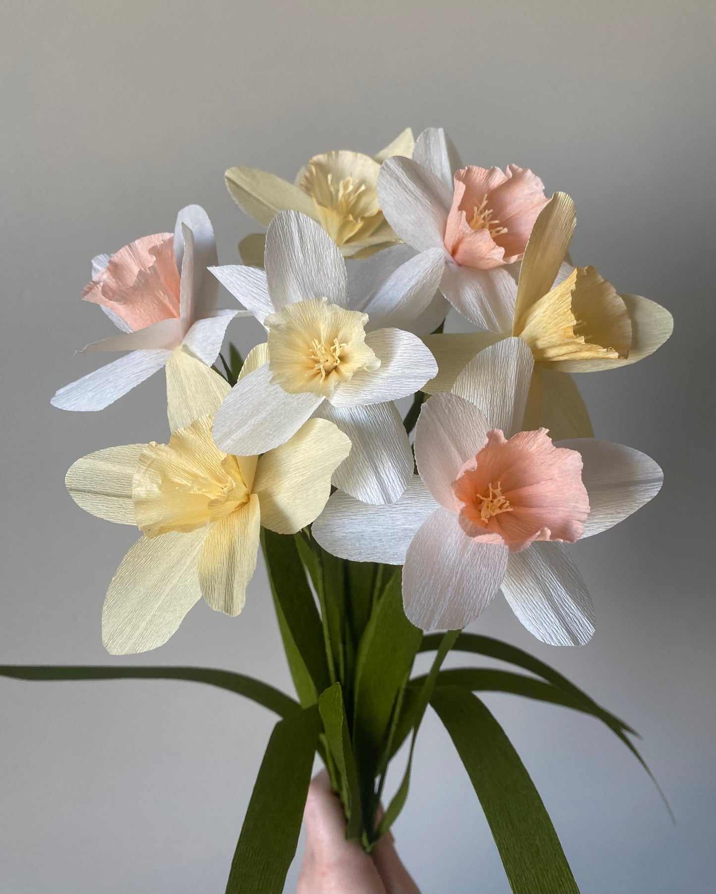 Single Stem Daffodil