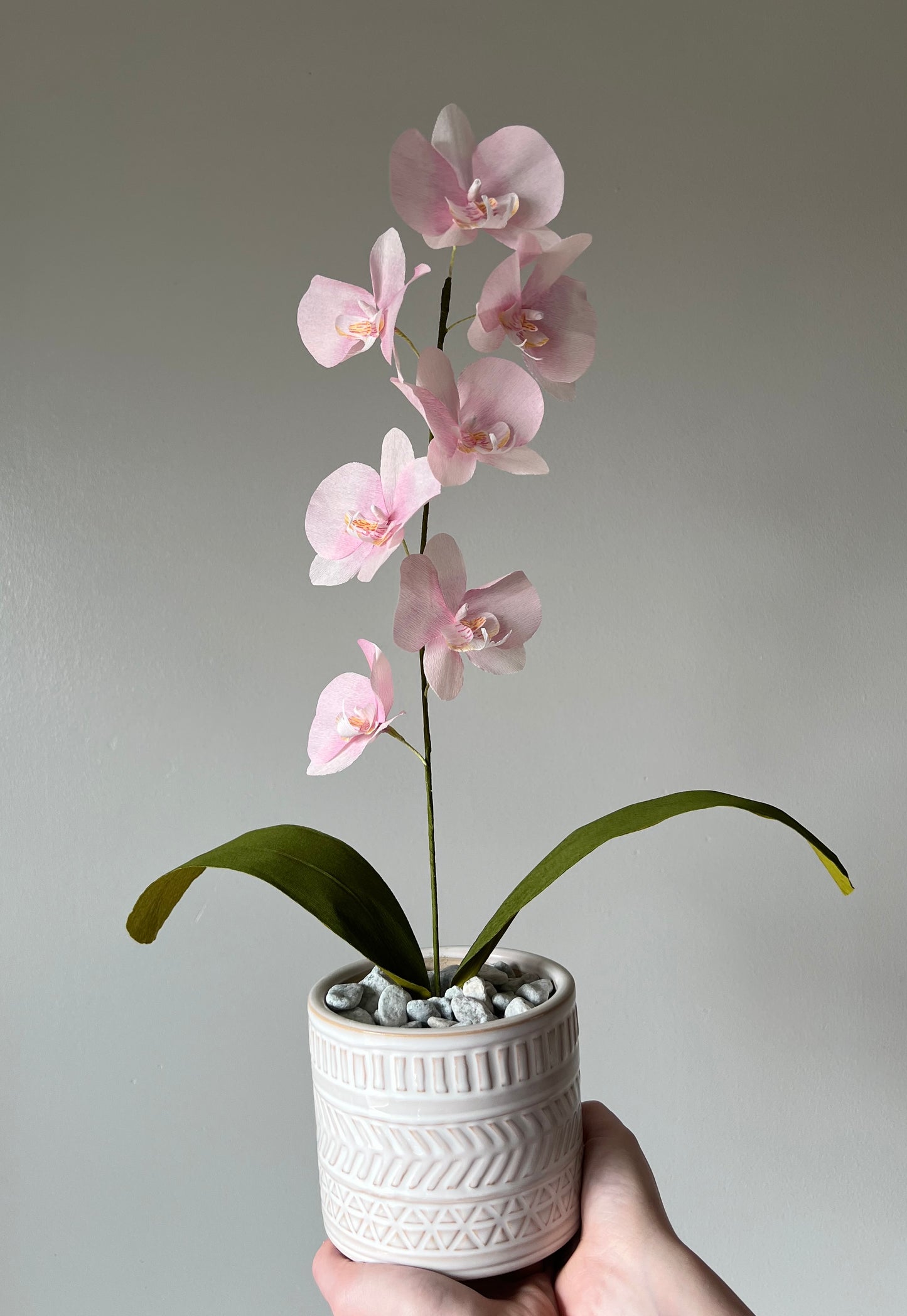 Orchid plant