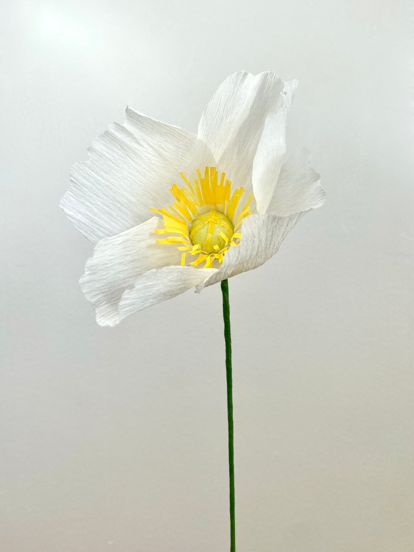 Single Stem Icelandic Poppy