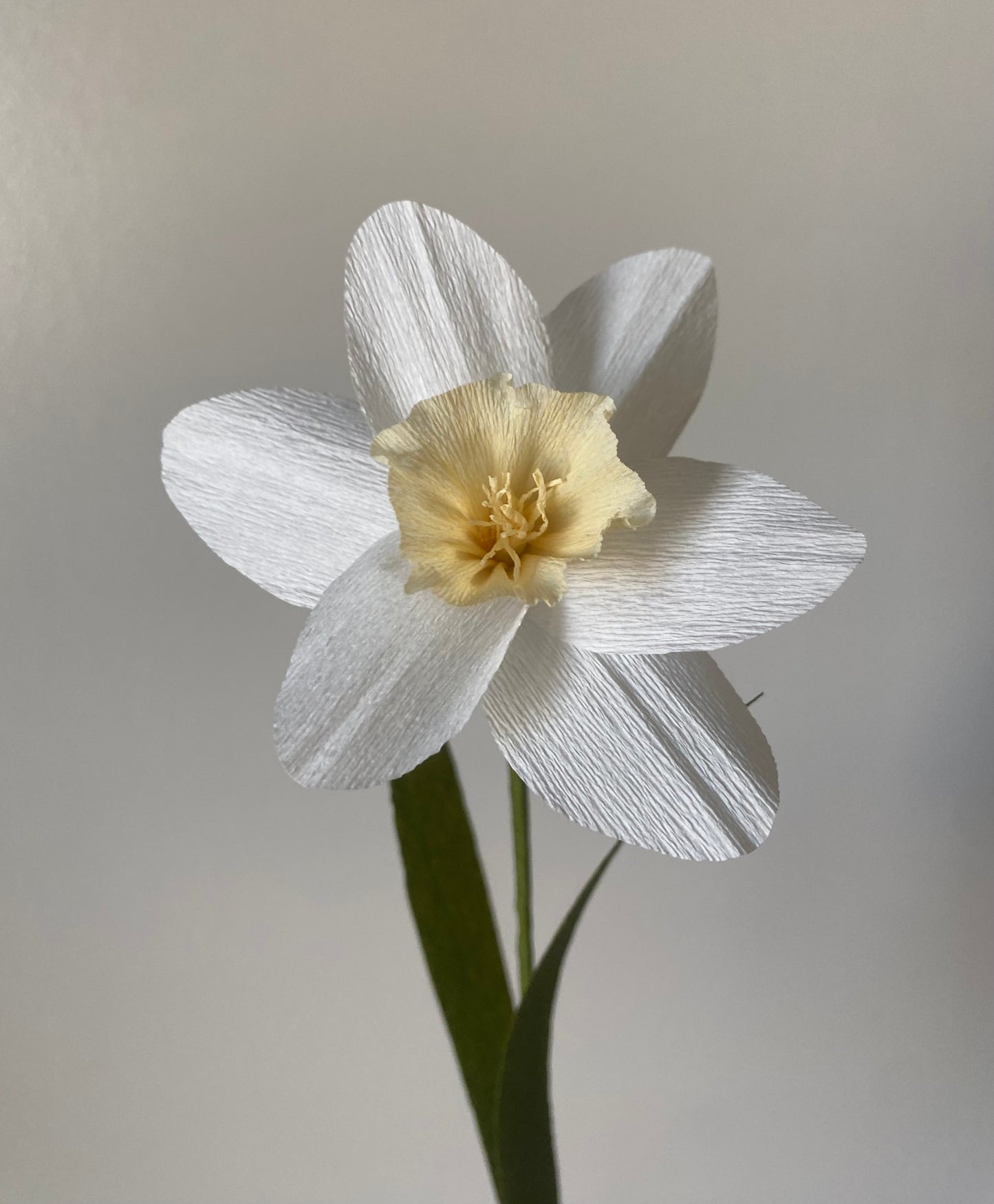Single Stem Daffodil