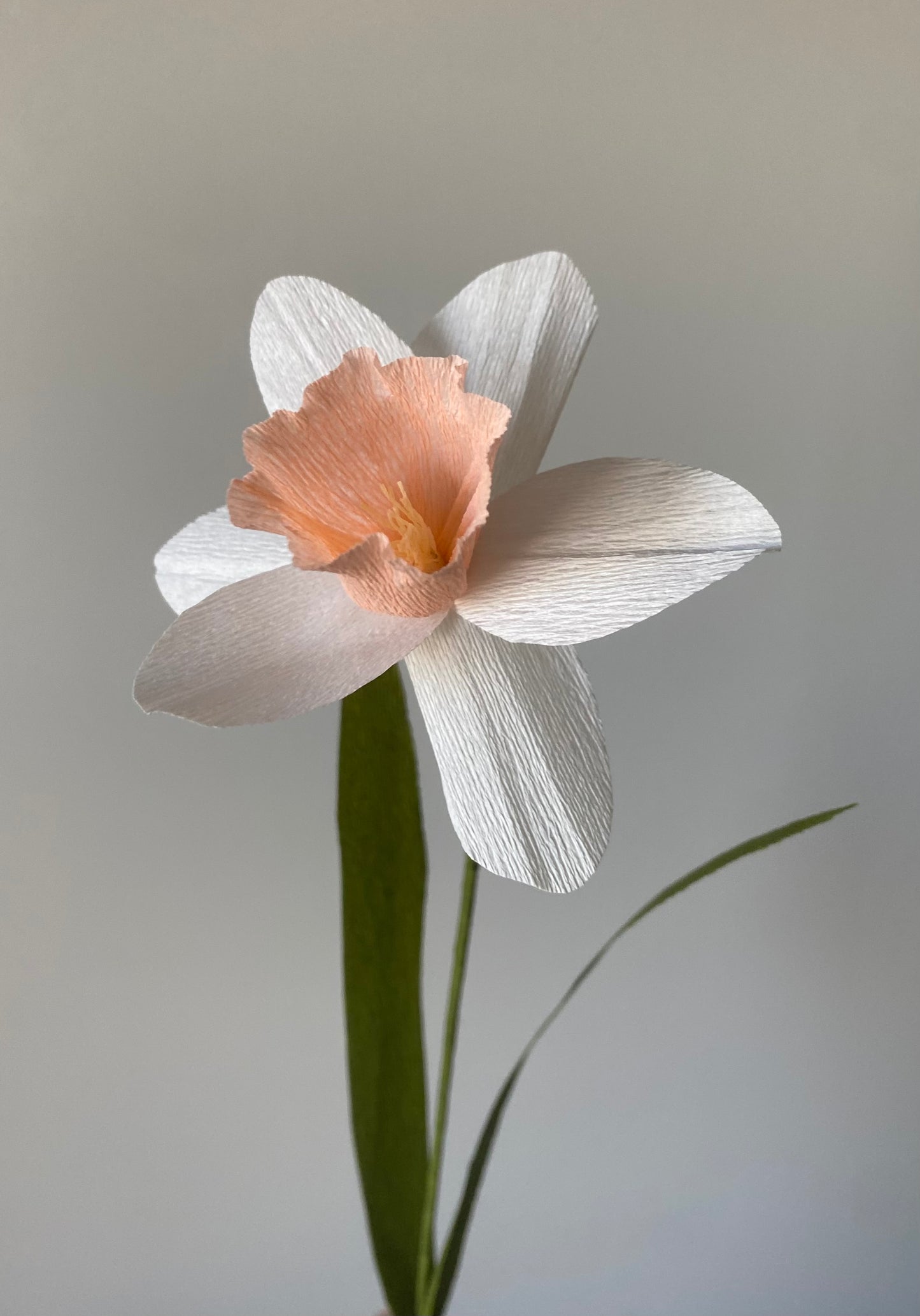 Single Stem Daffodil