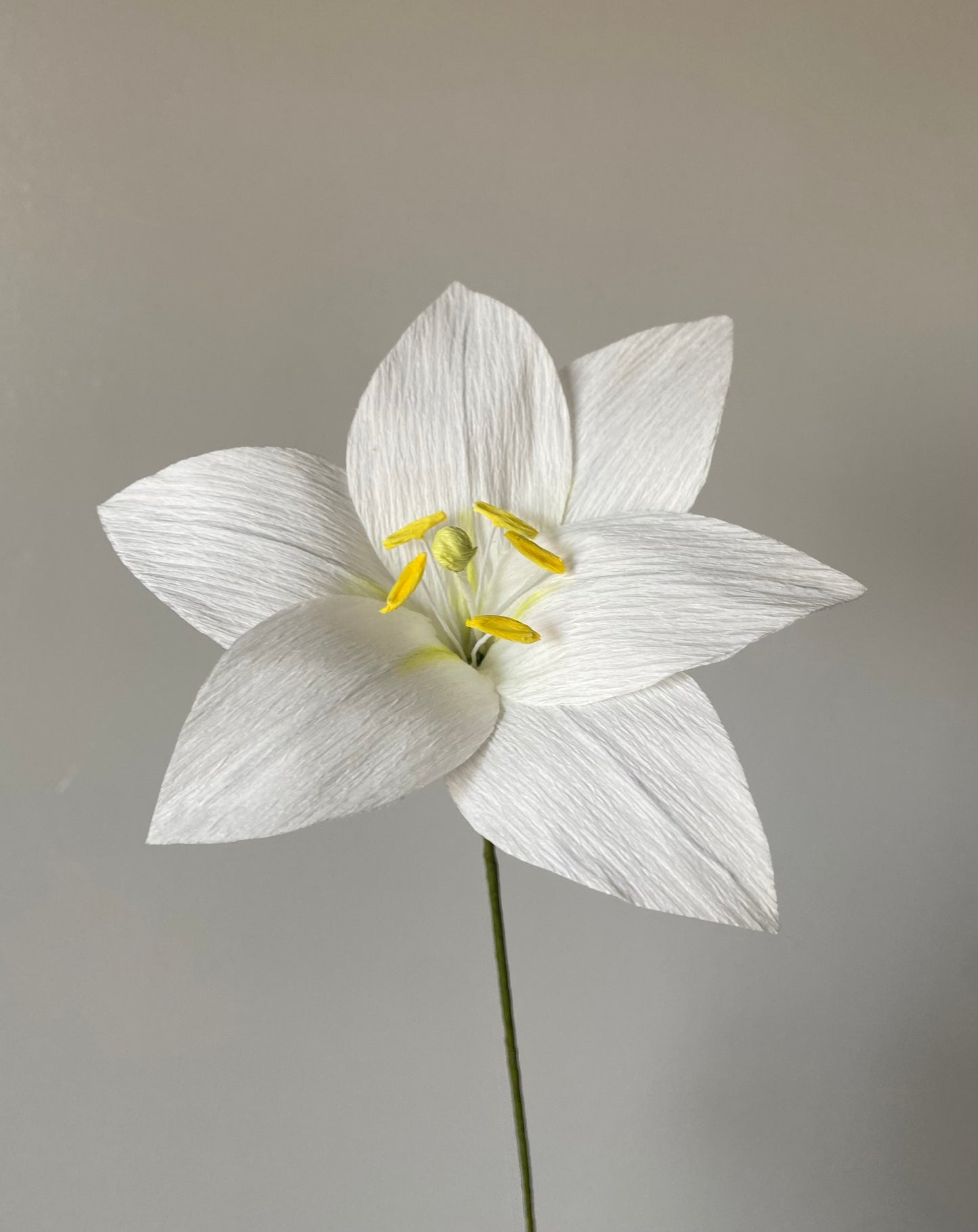 Single Stem Lily