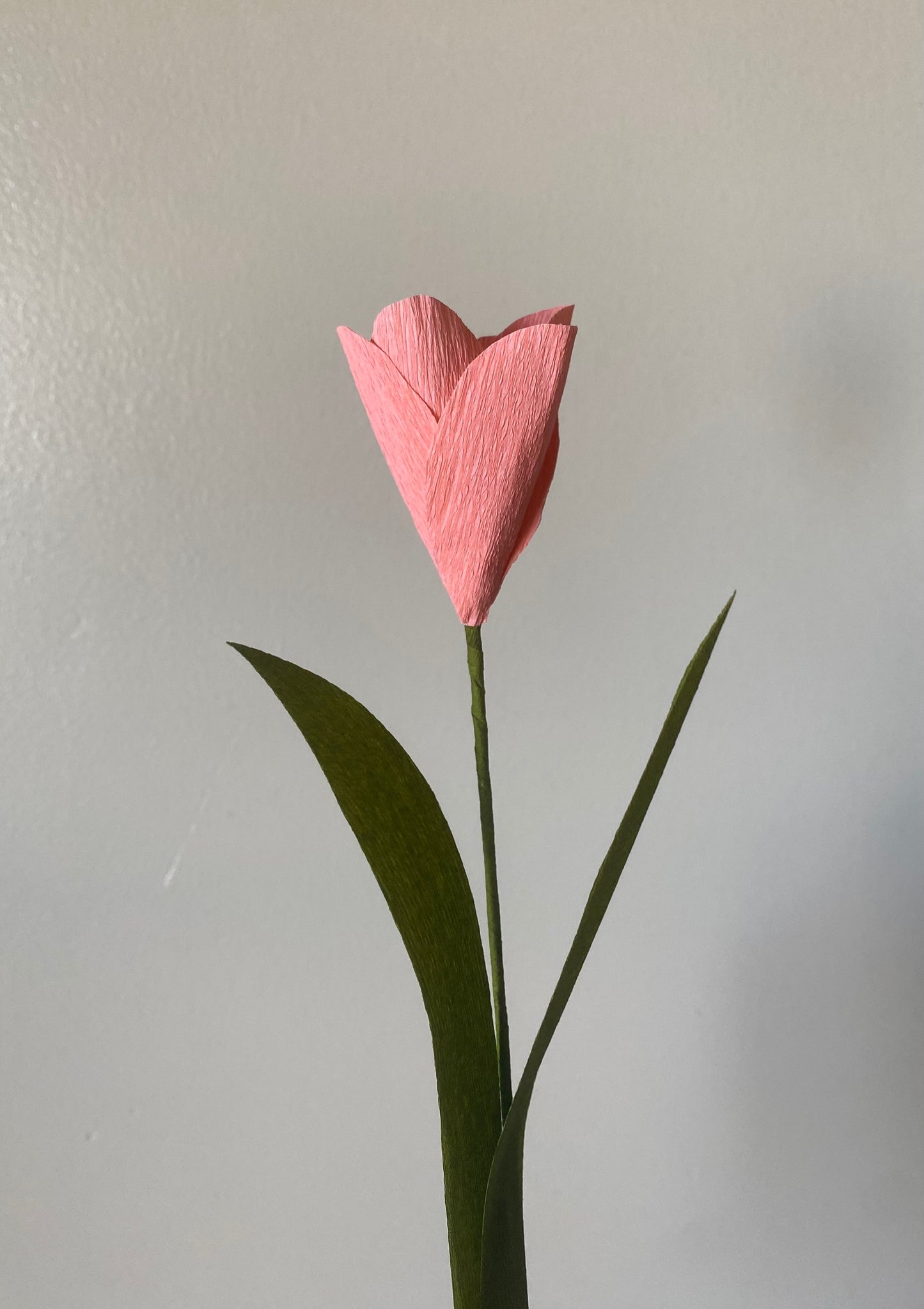 Single stem tulip