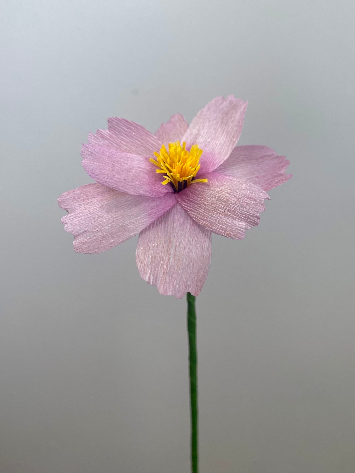 Single Stem Cosmos