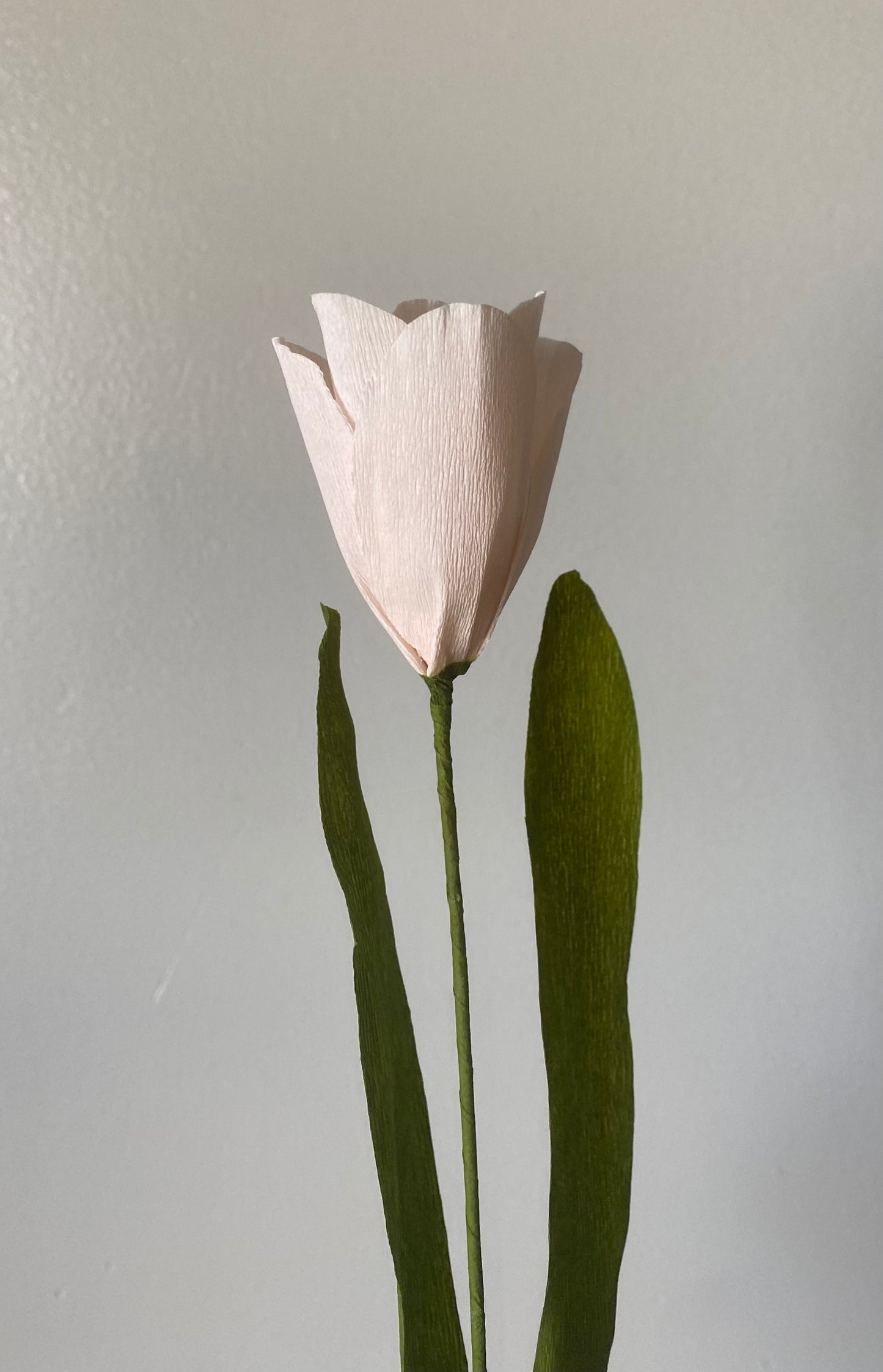 Single stem tulip