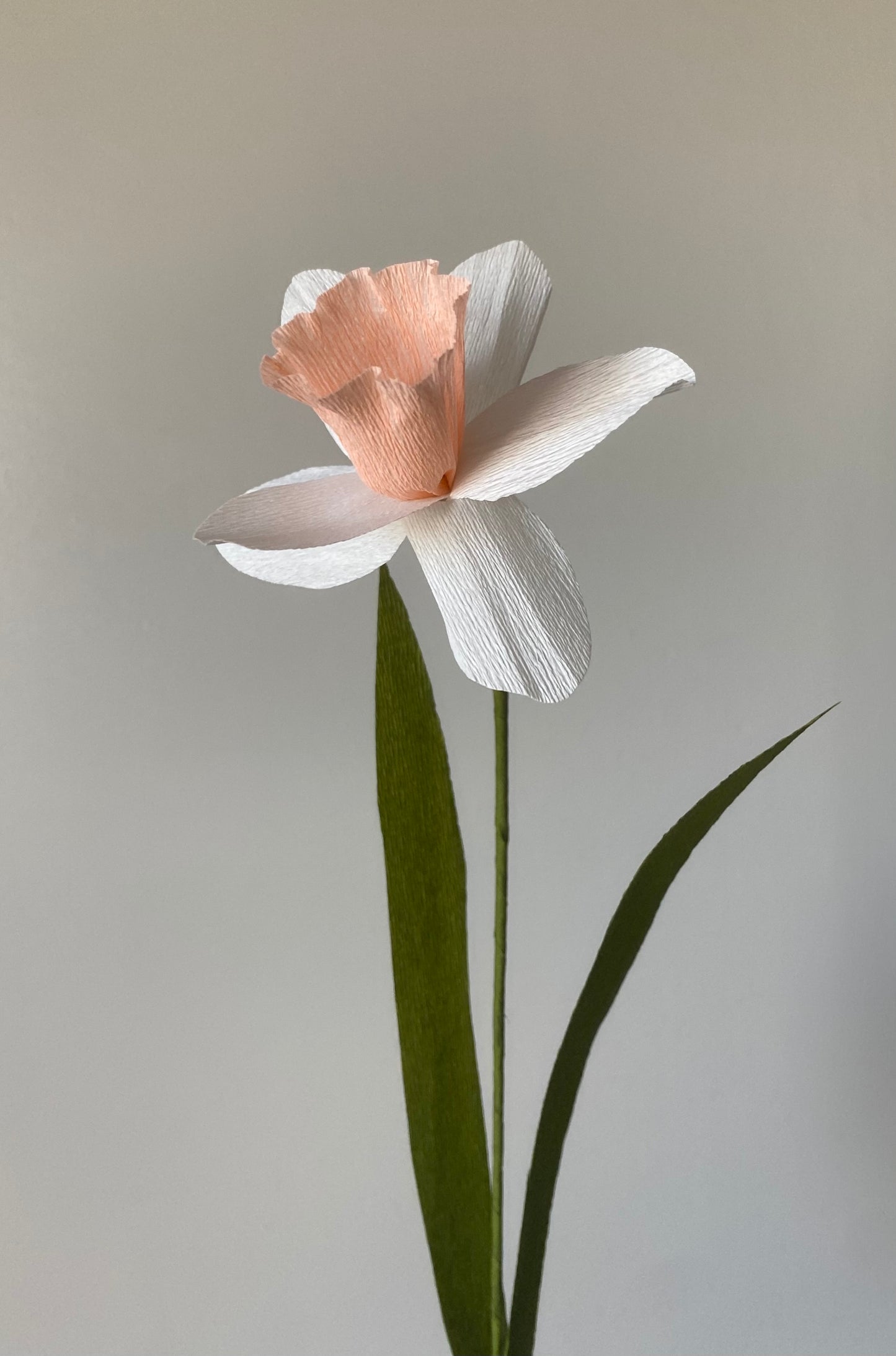 Single Stem Daffodil