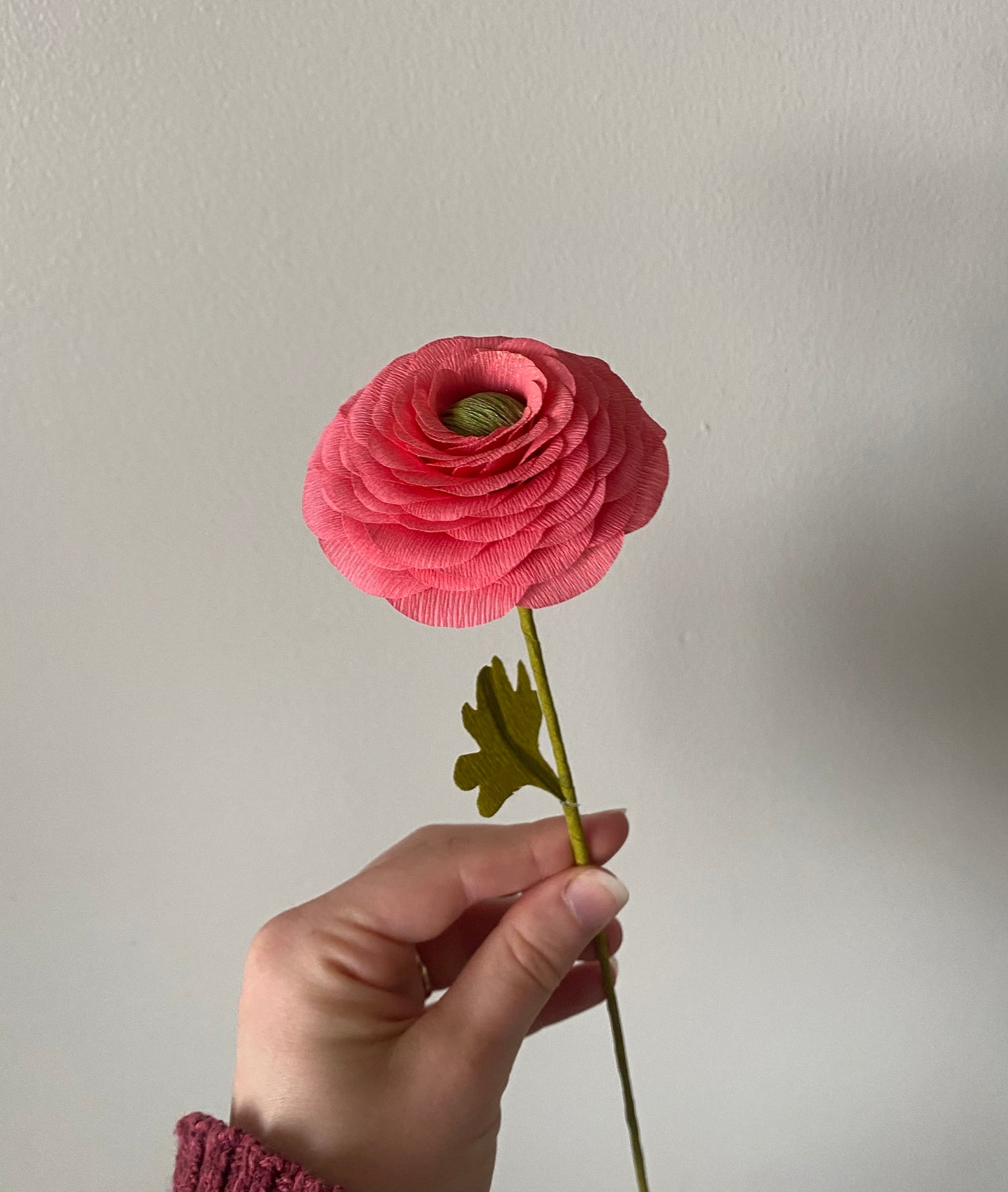 Single Stem Ranunculus