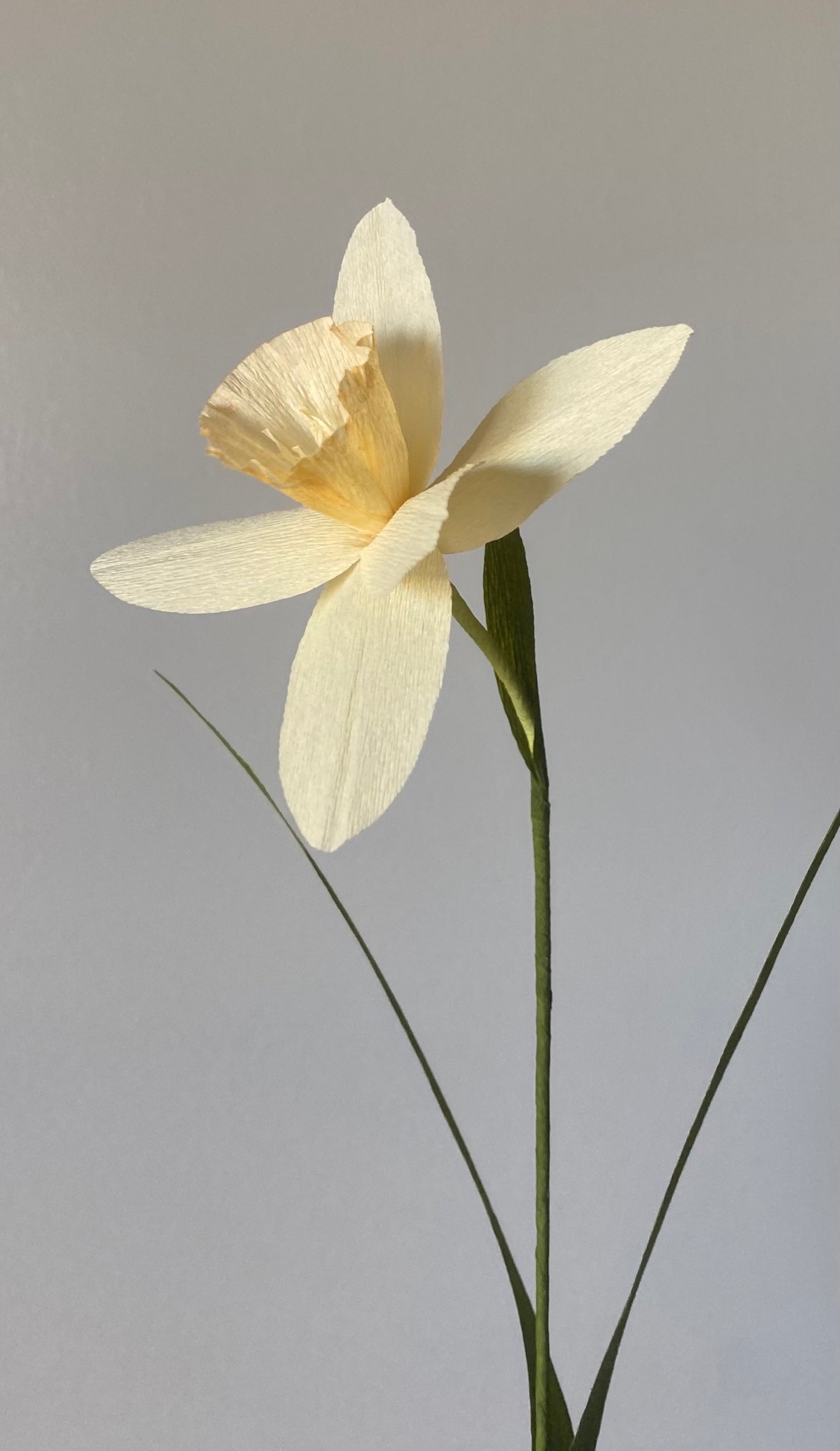 Single Stem Daffodil