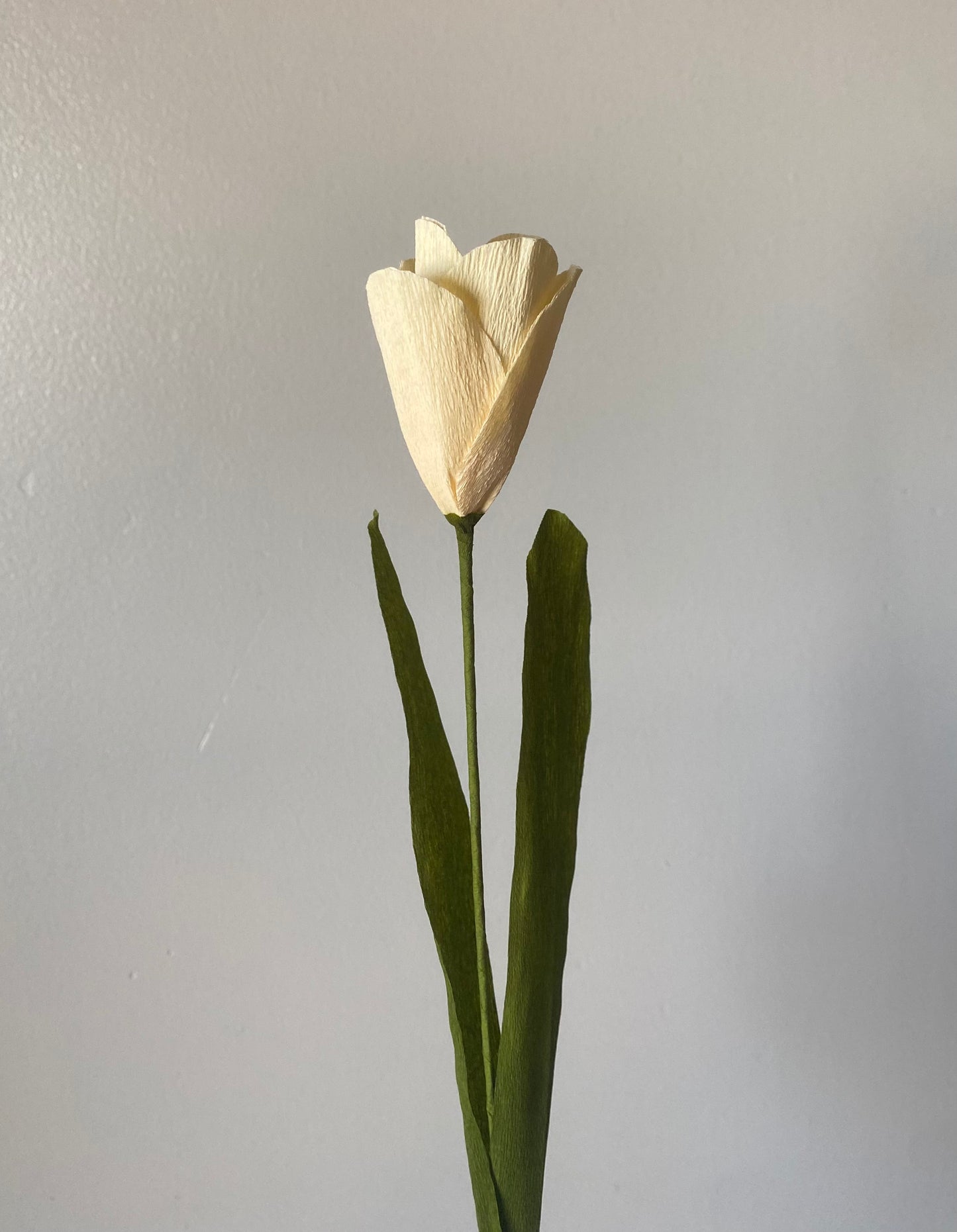 Single stem tulip