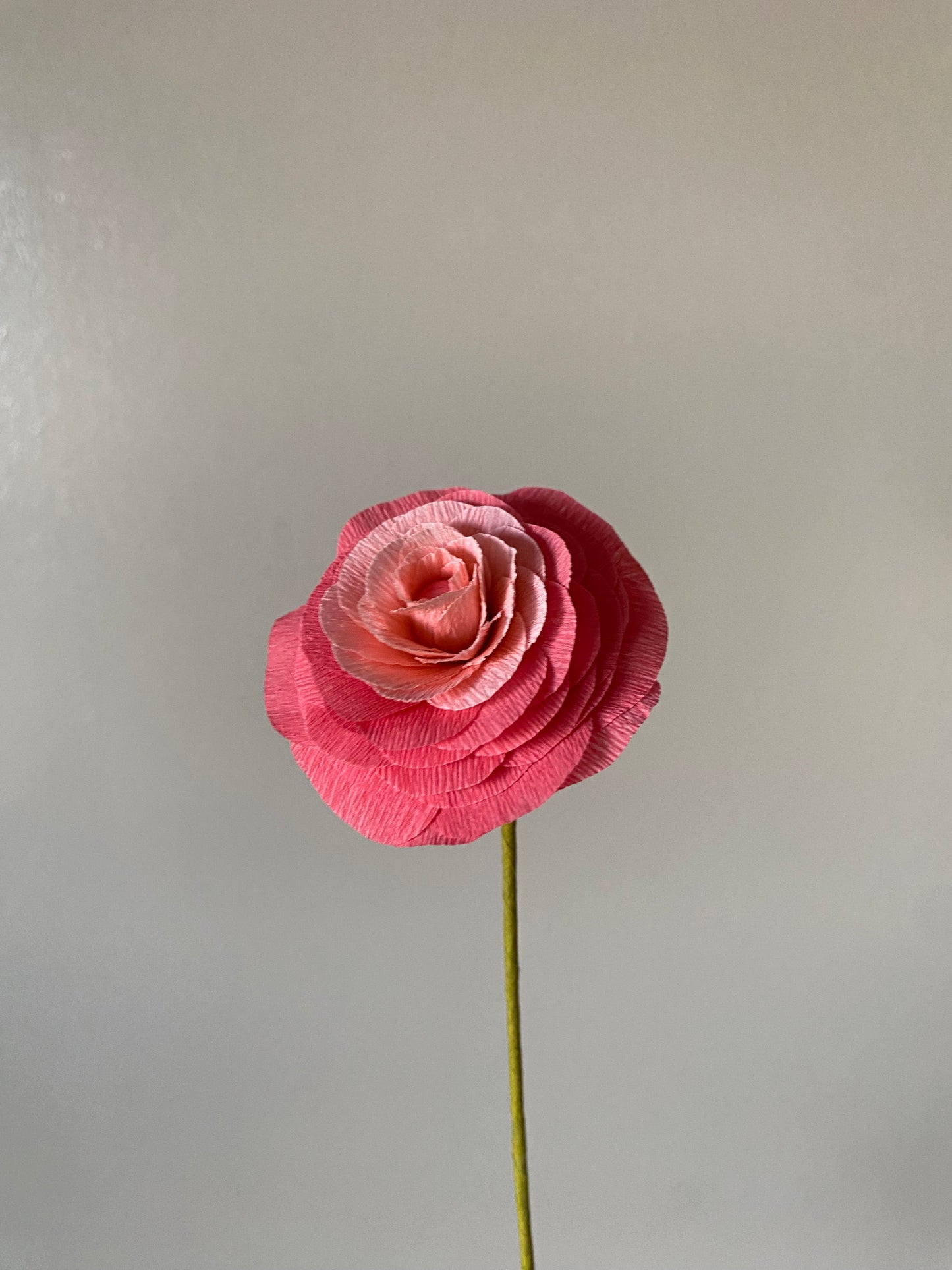 Single Stem Ranunculus