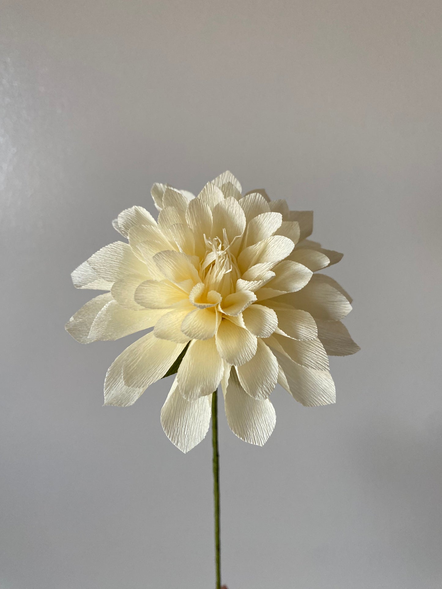 Single stem Decorative Dahlia