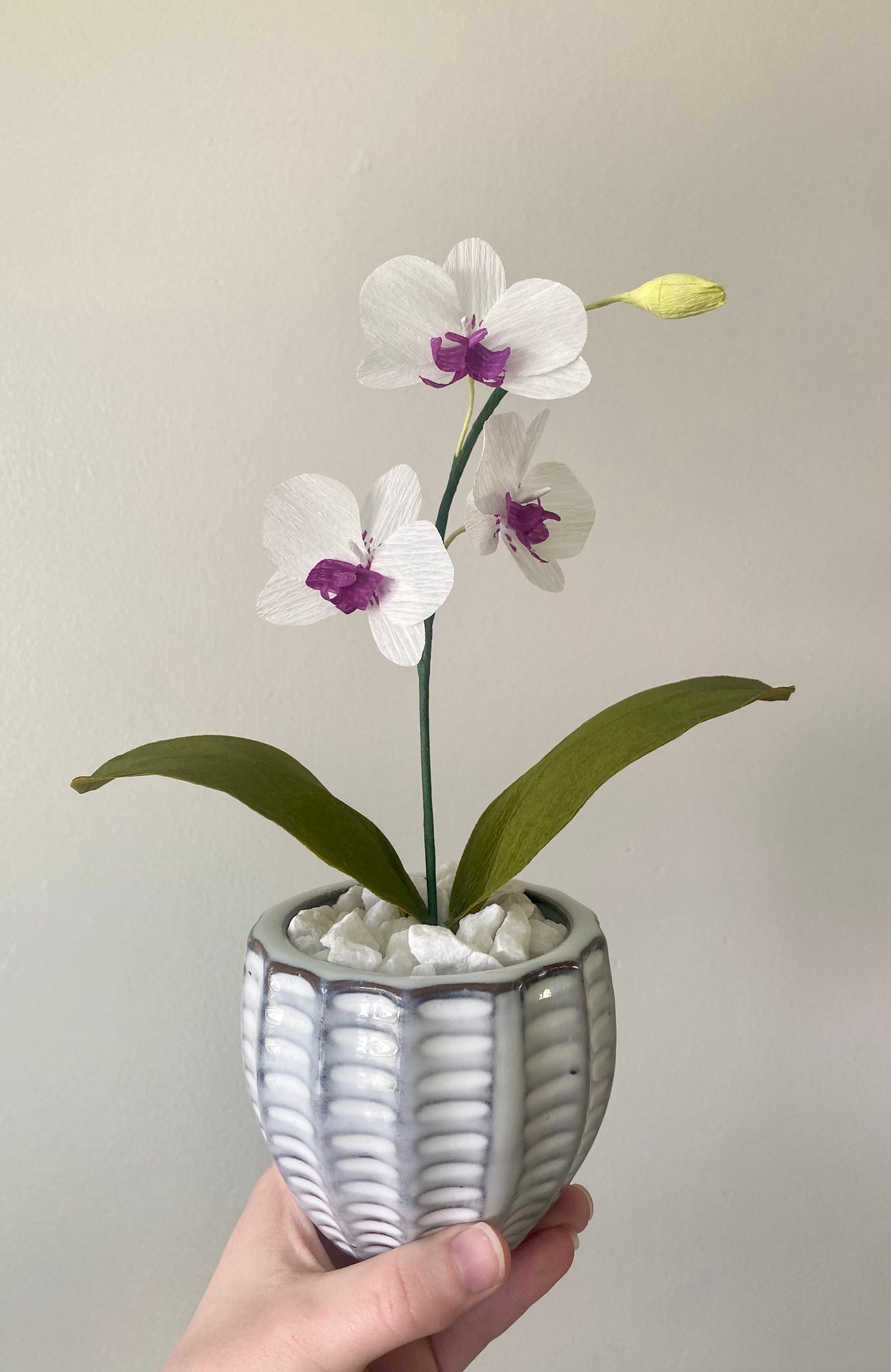 Mini Orchid