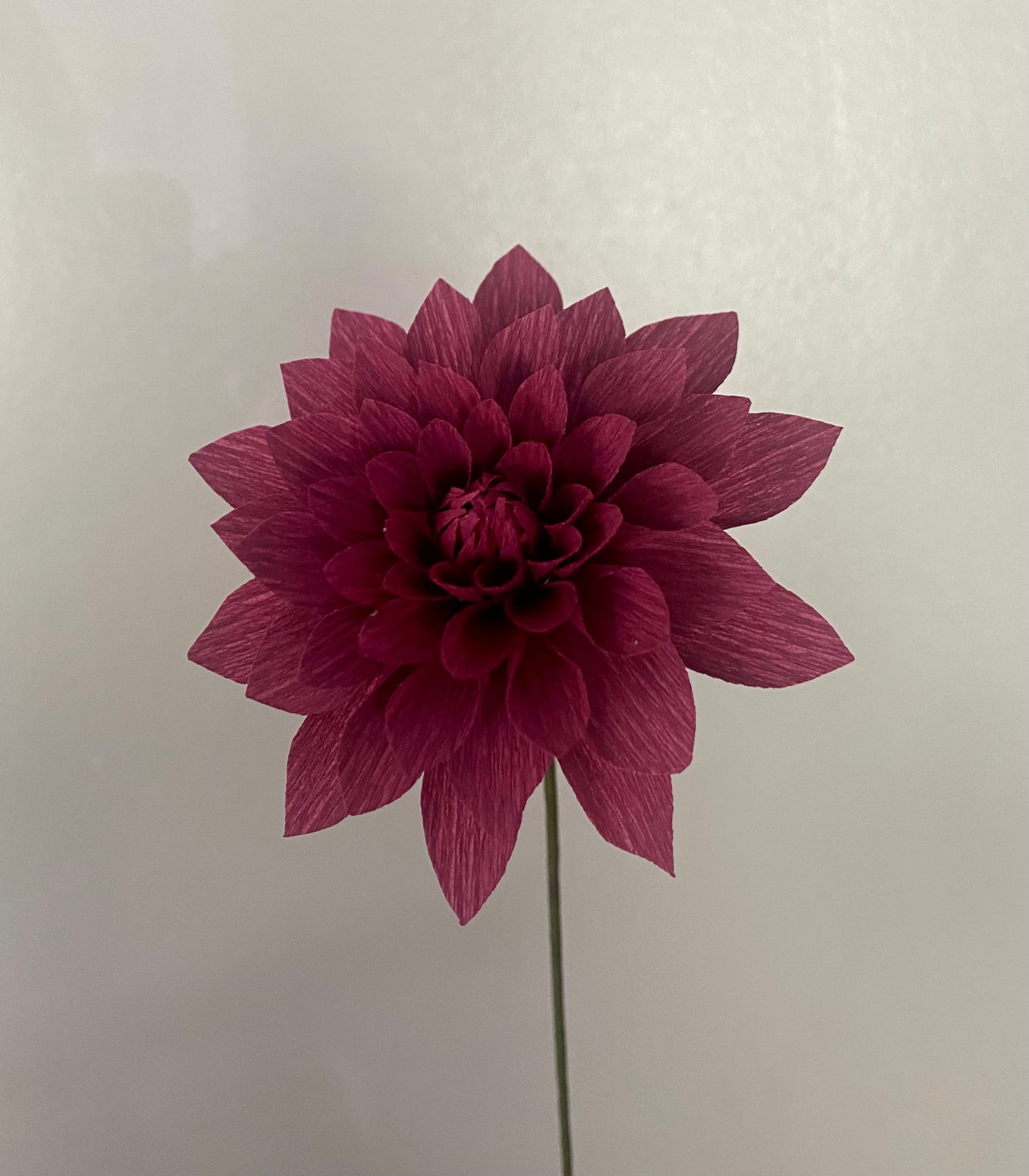 Single Stem Dinner Plate Dahlia