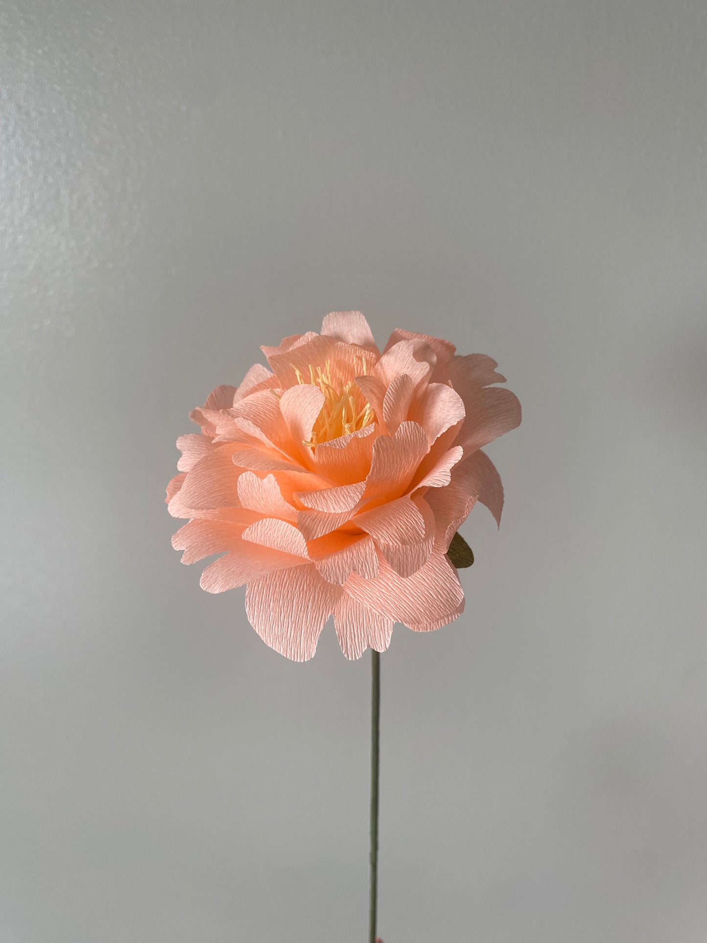 Single Stem Peony