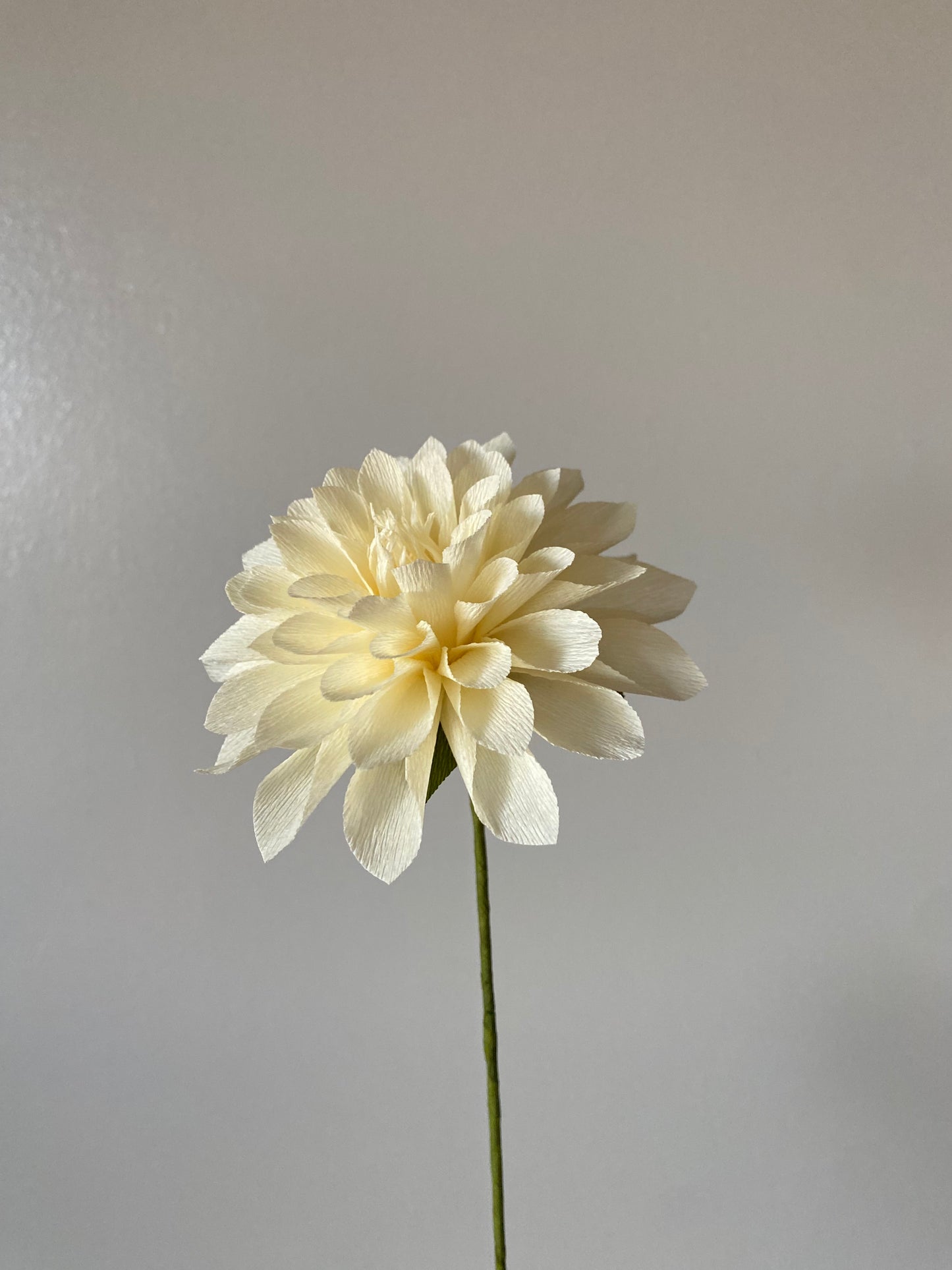 Single stem Decorative Dahlia