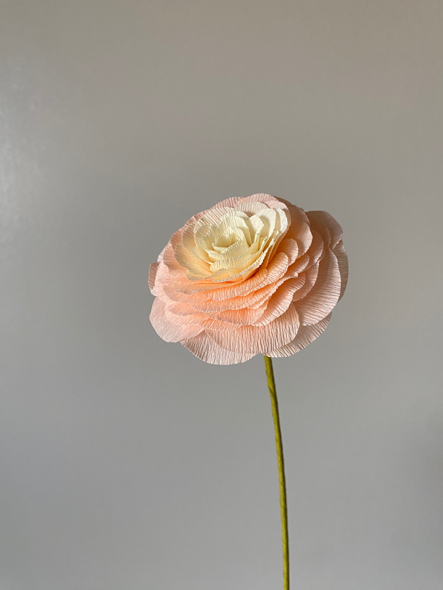 Single Stem Ranunculus