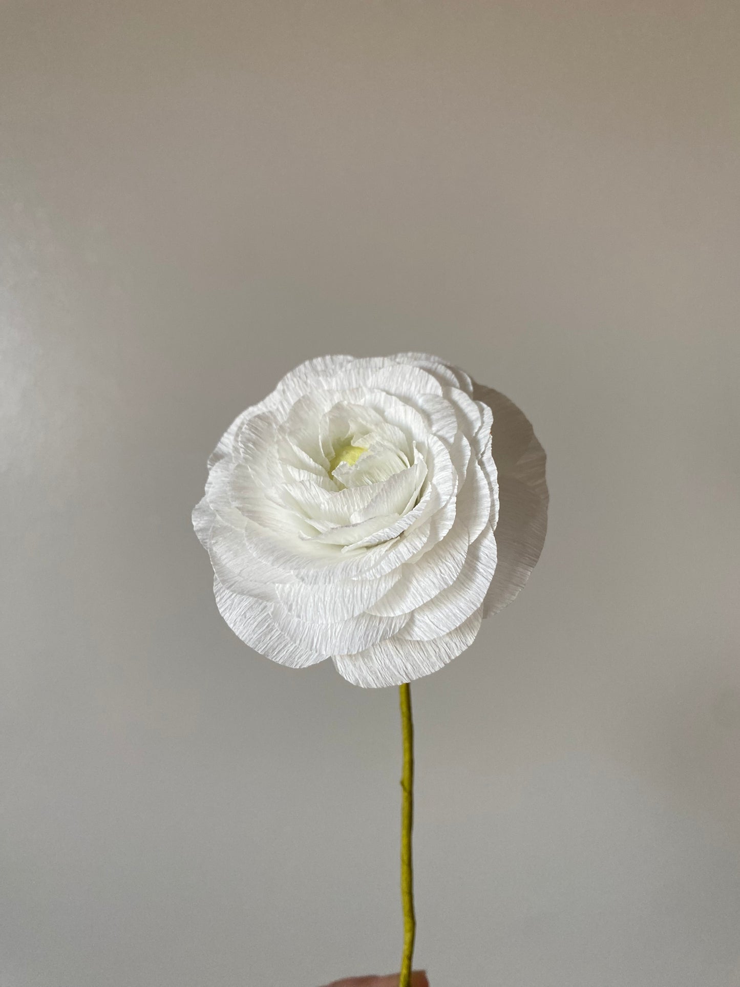 Single Stem Ranunculus