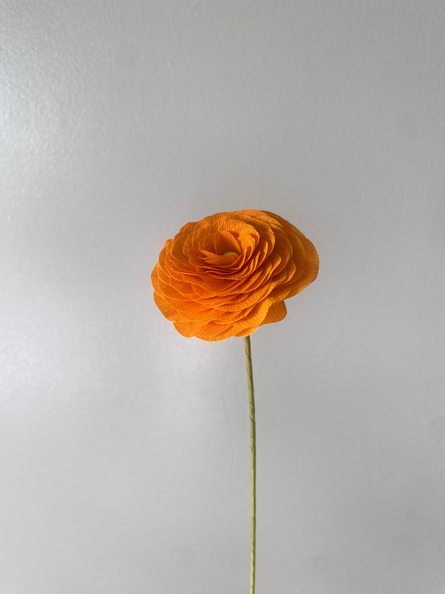 Single Stem Ranunculus