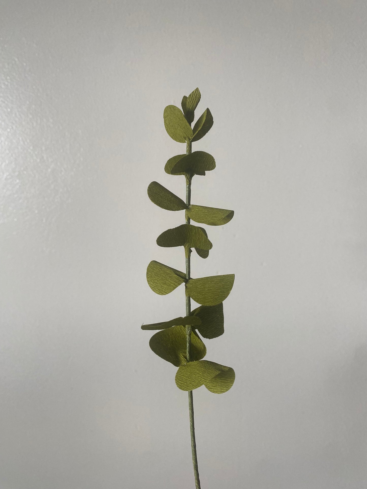 Eucalyptus Stem