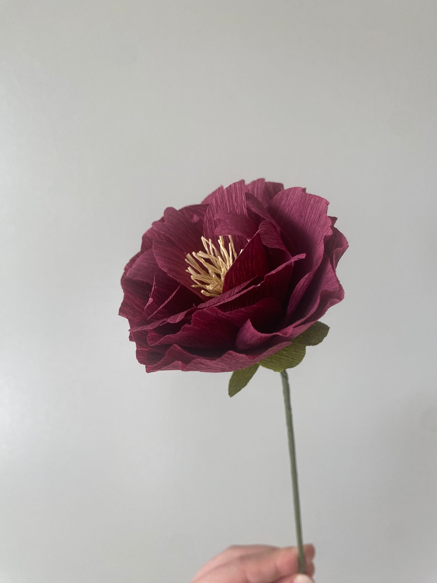 Single Stem Peony