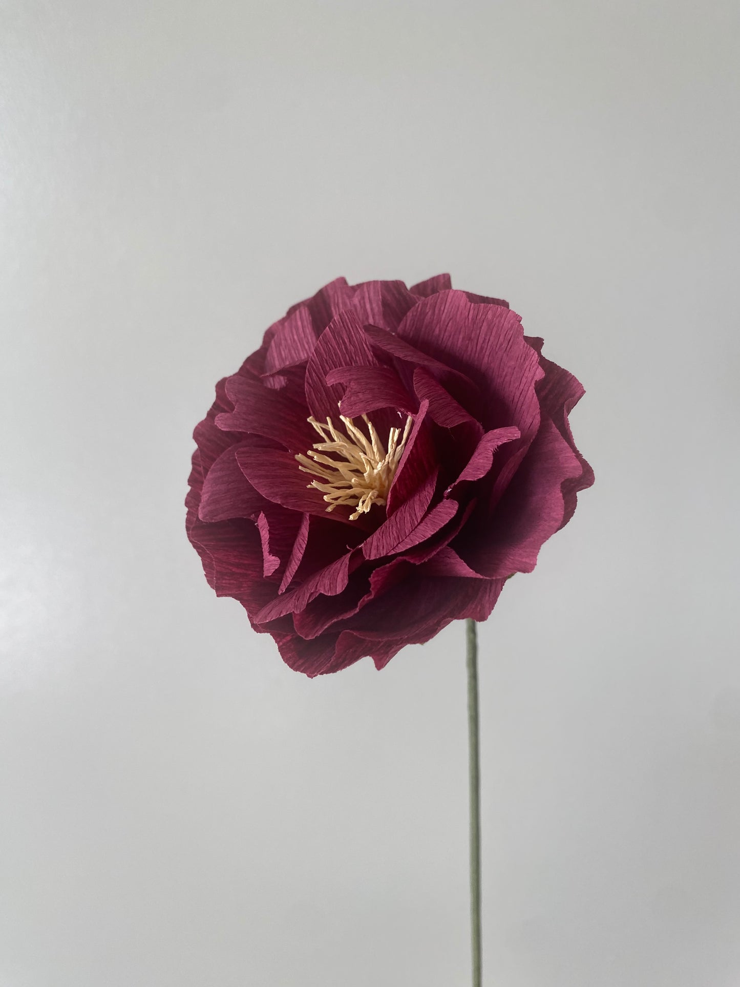 Single Stem Peony