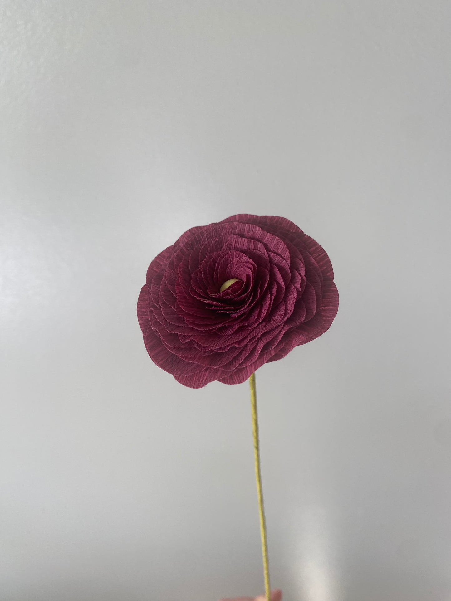 Single Stem Ranunculus