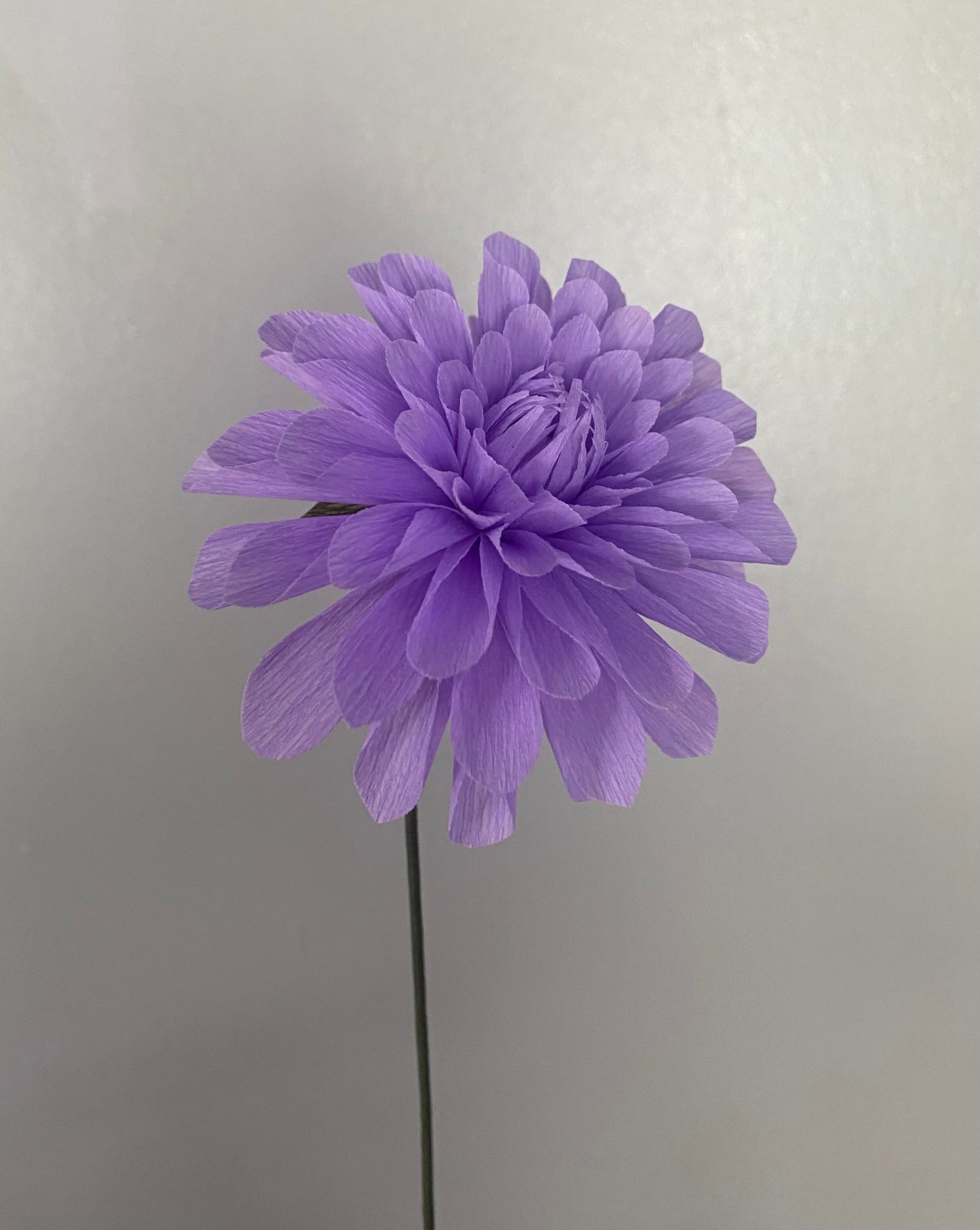 Single stem Decorative Dahlia