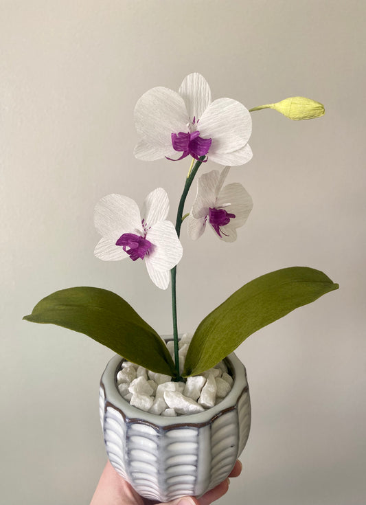 Mini Orchid