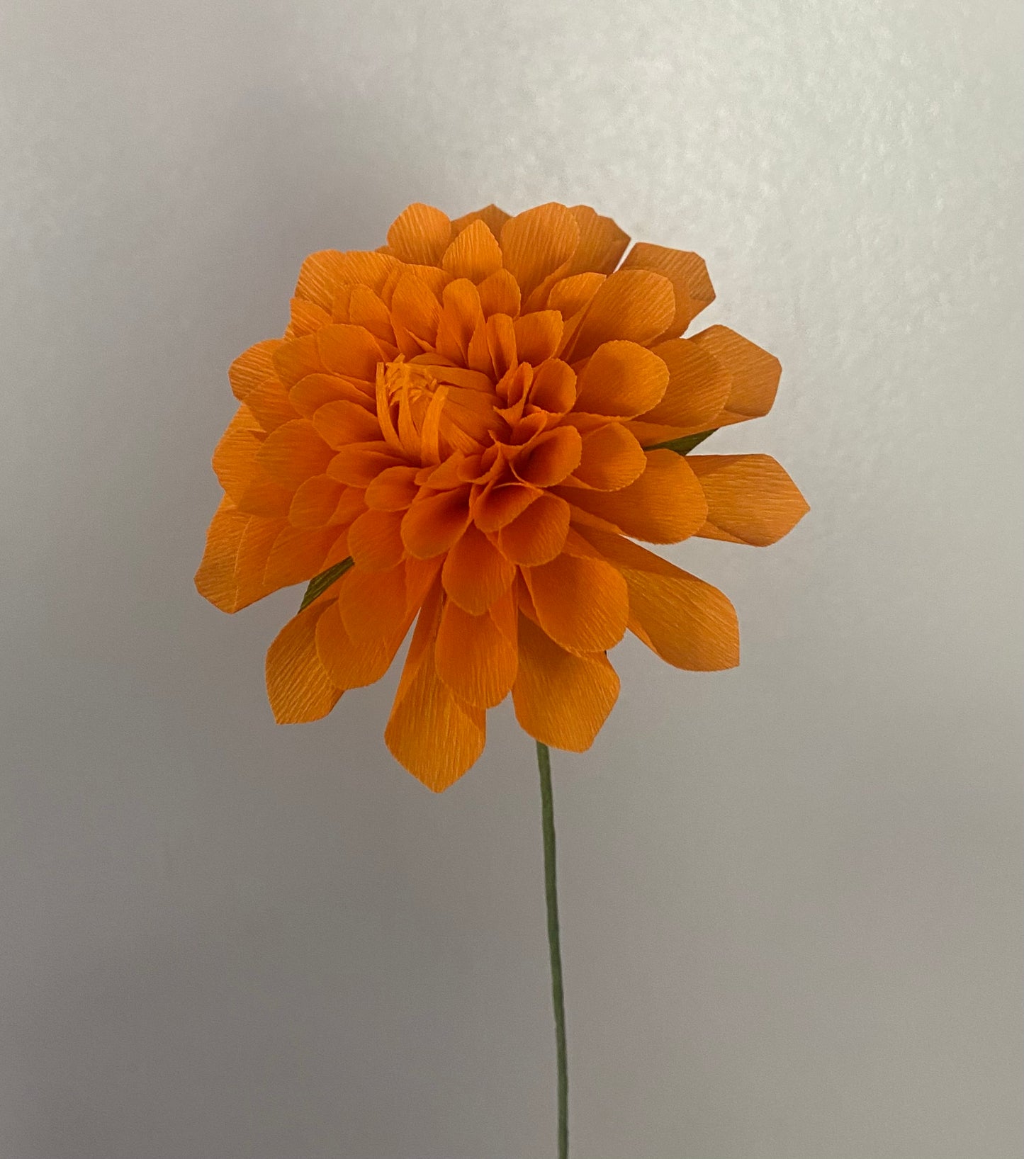 Single stem Decorative Dahlia