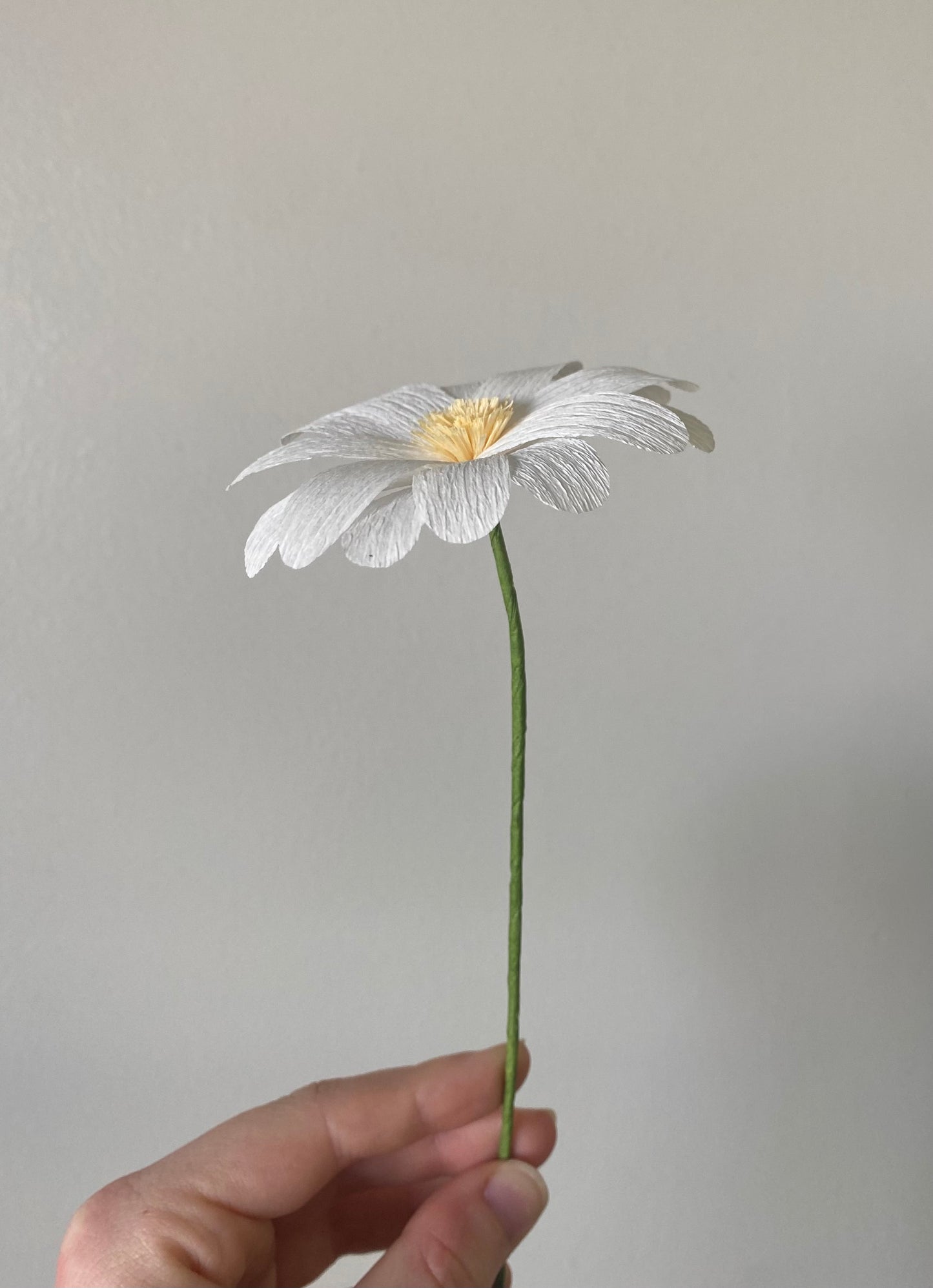 Single Stem Daisy