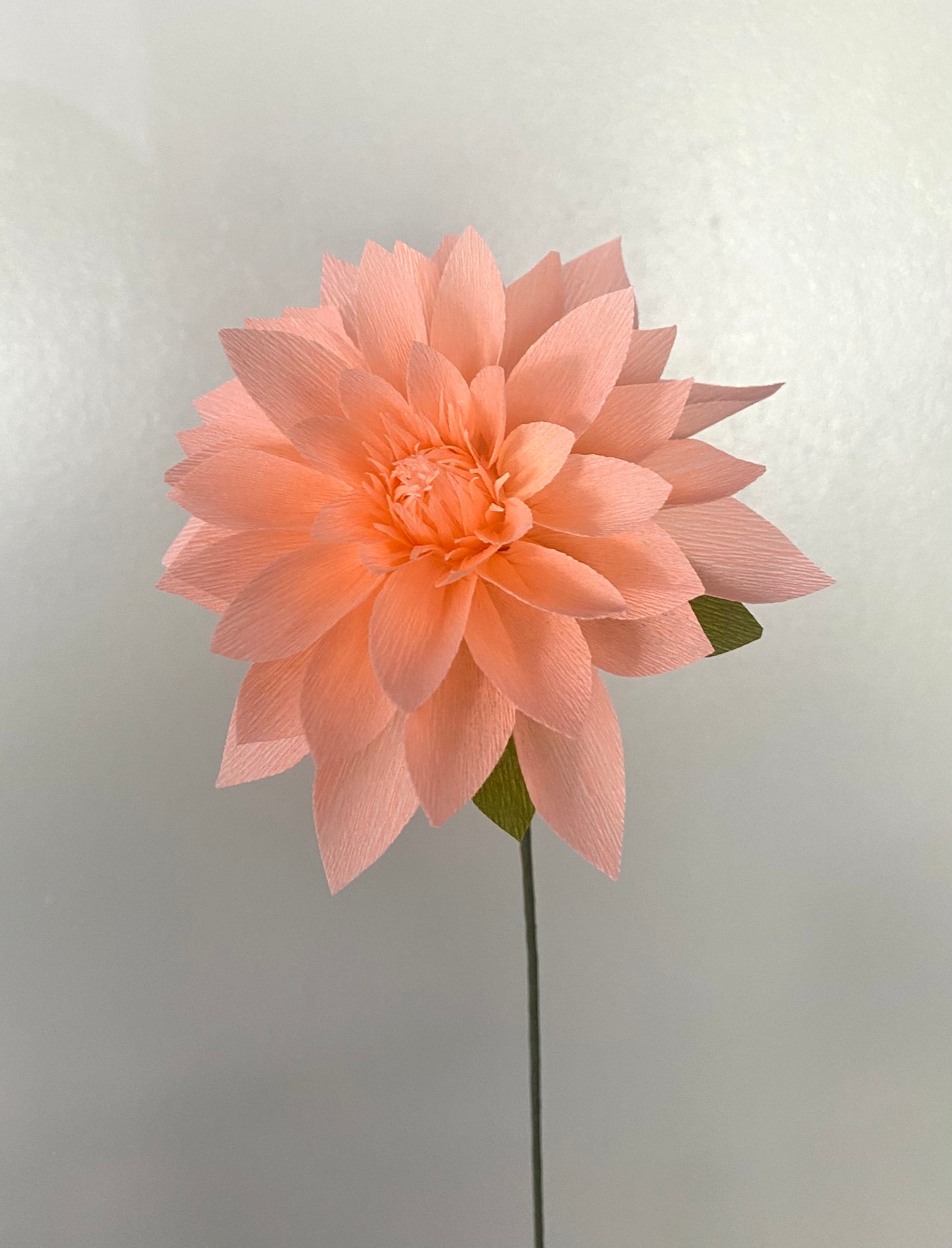 Single Stem Dinner Plate Dahlia